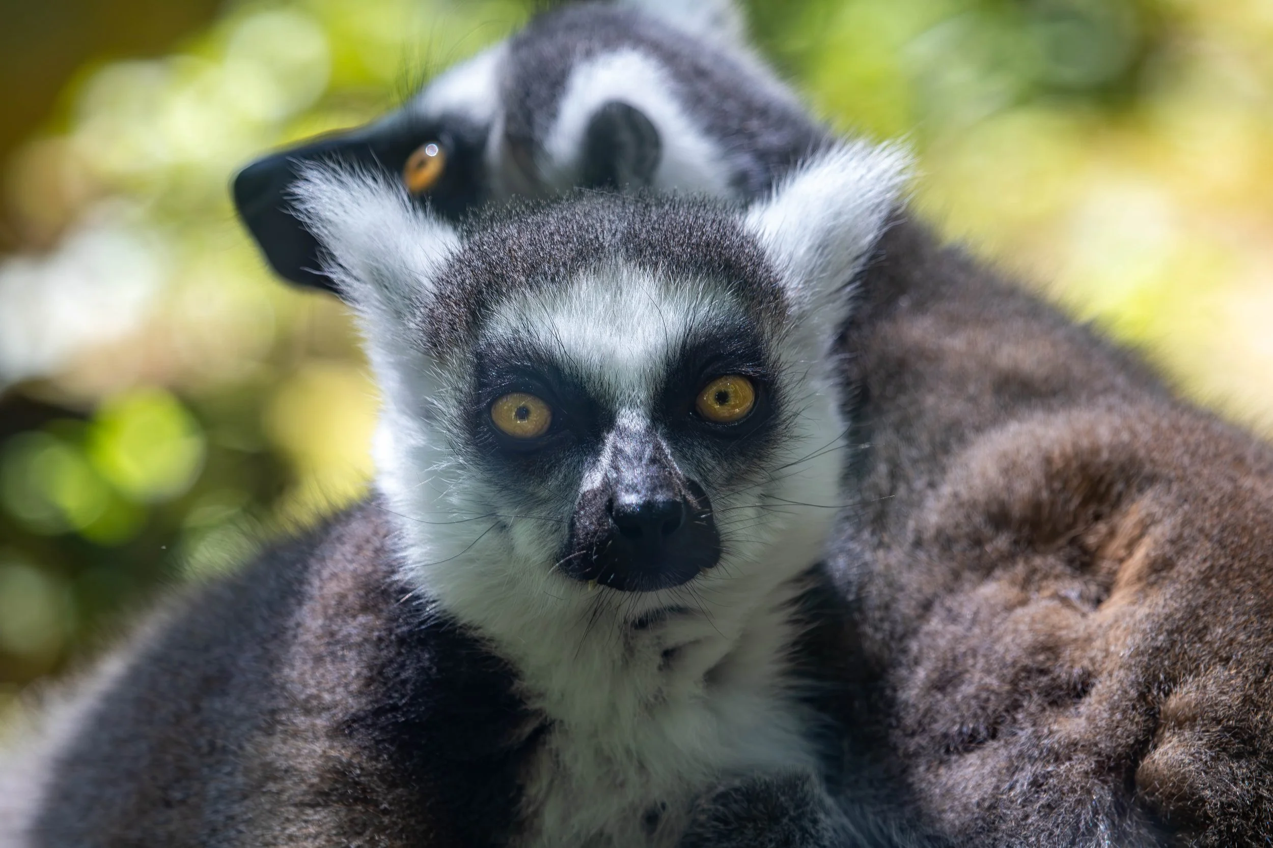 ring tailed lemur (1 of 1).jpg