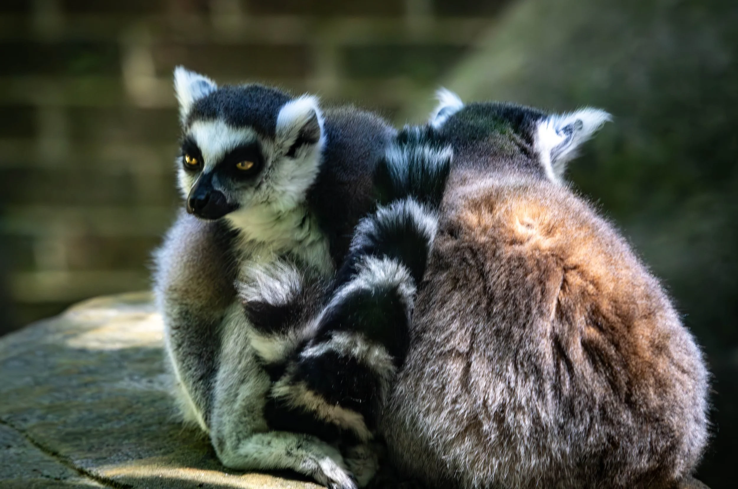 ring tail lemur (1 of 1).jpg