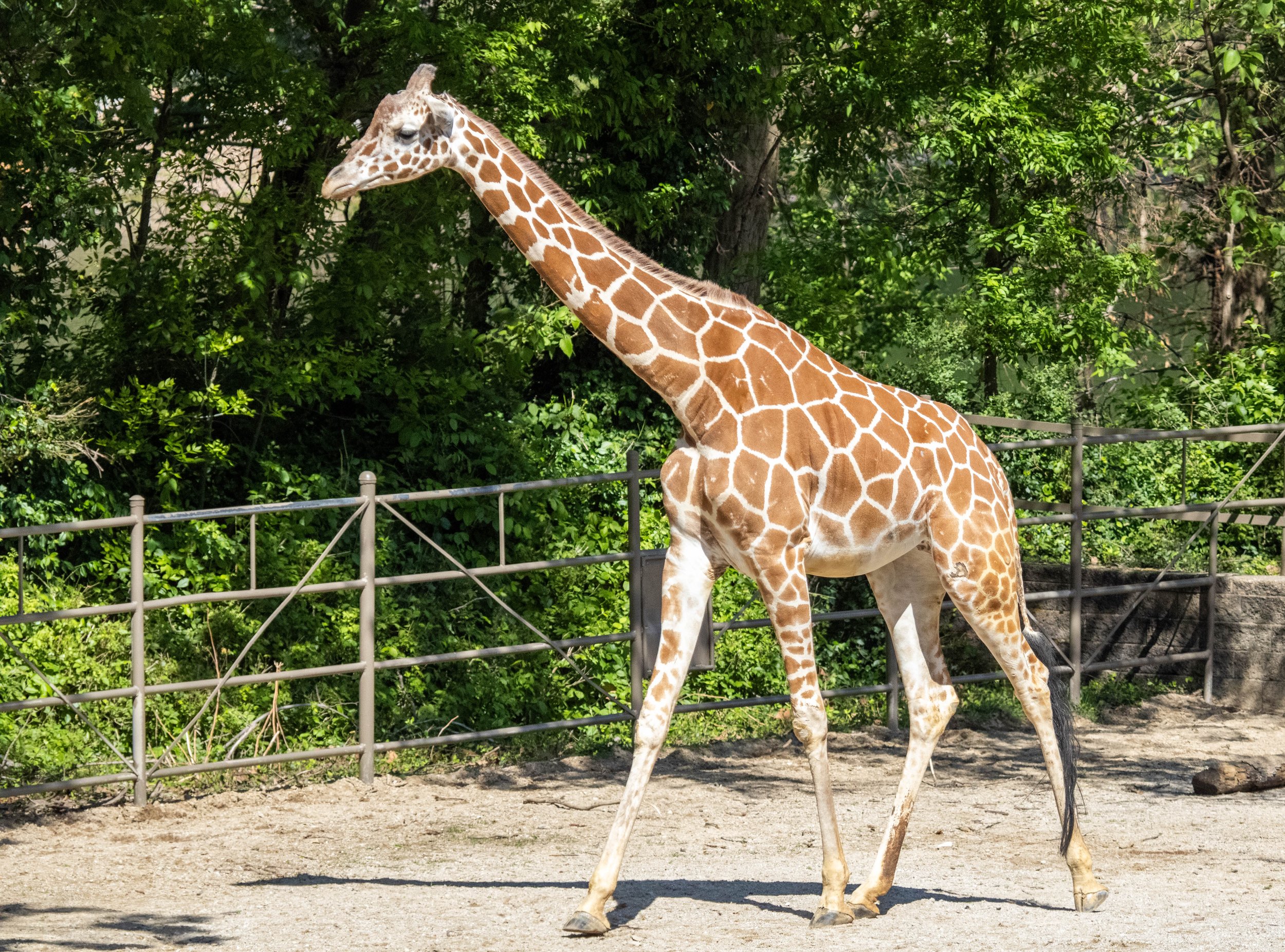 Copy of Giraffe (1 of 1).jpg