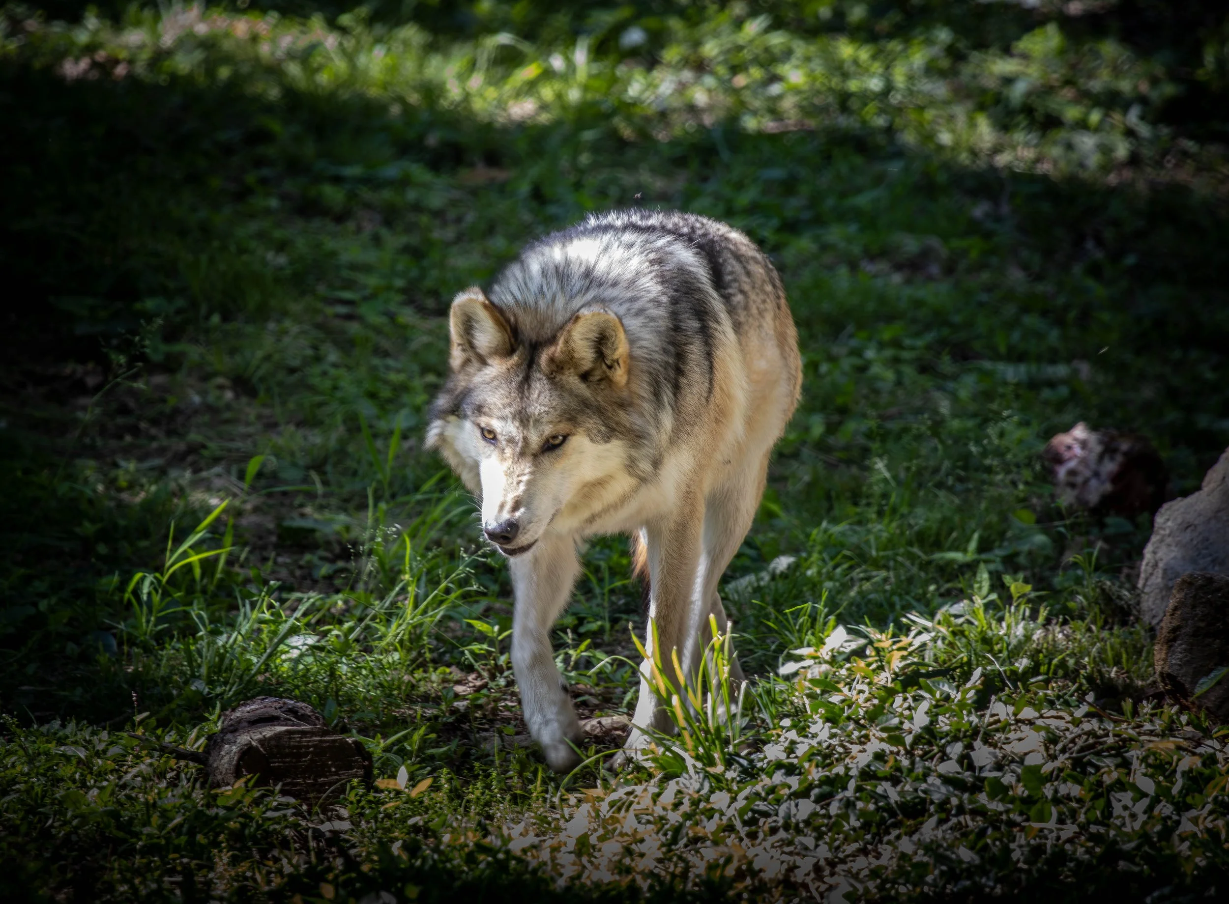 gray wolf 1 (1 of 1).jpg
