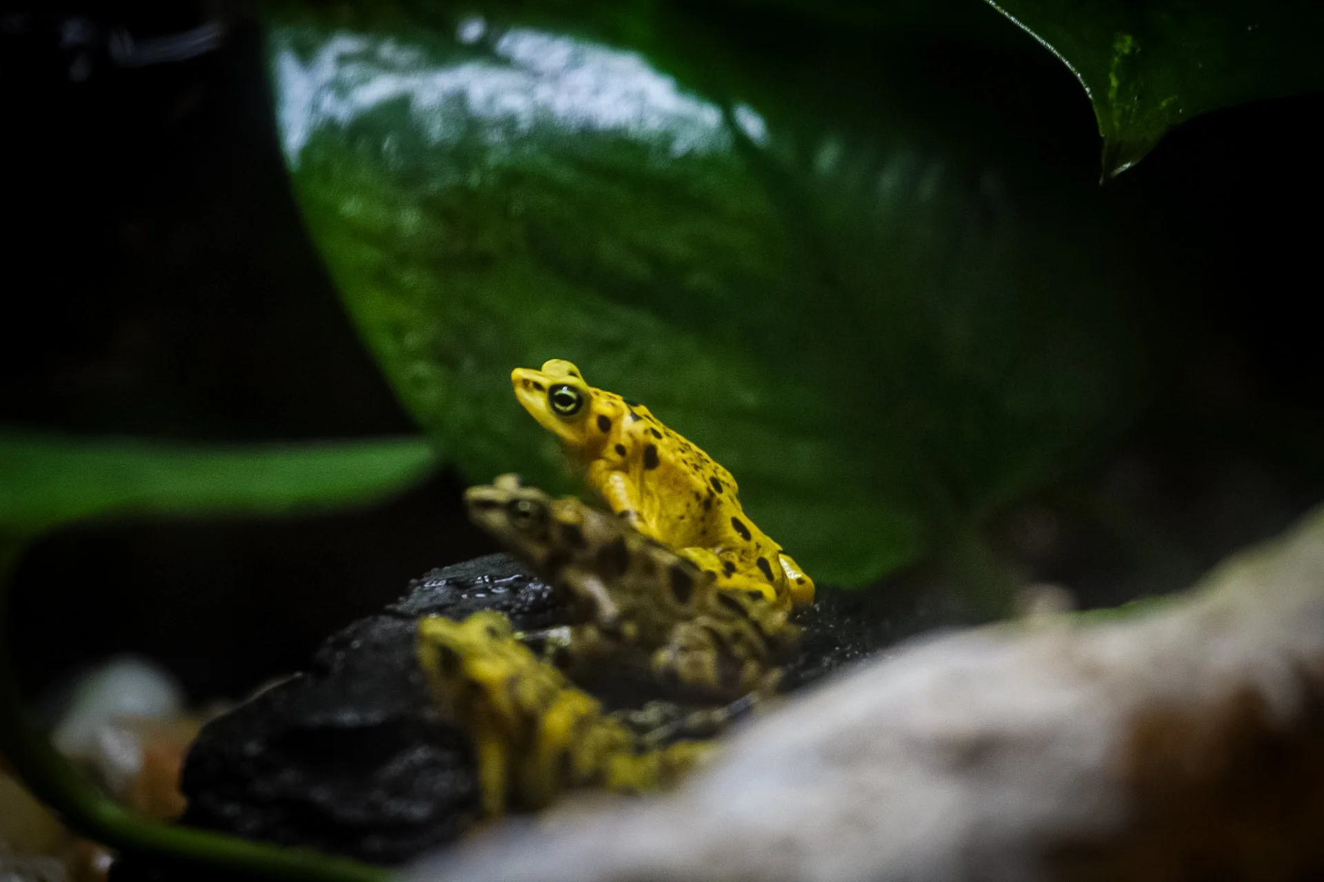 Copy of Panamanian Golden Frog.jpg