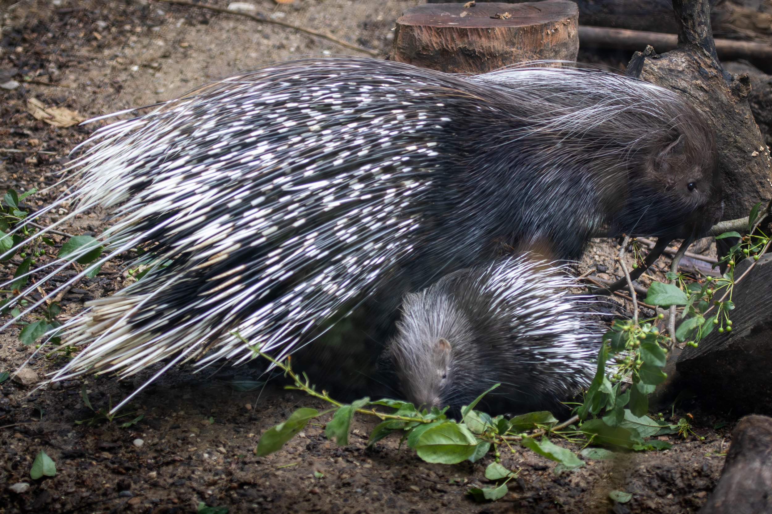 Cape Porcupine and baby (1 of 1).jpg