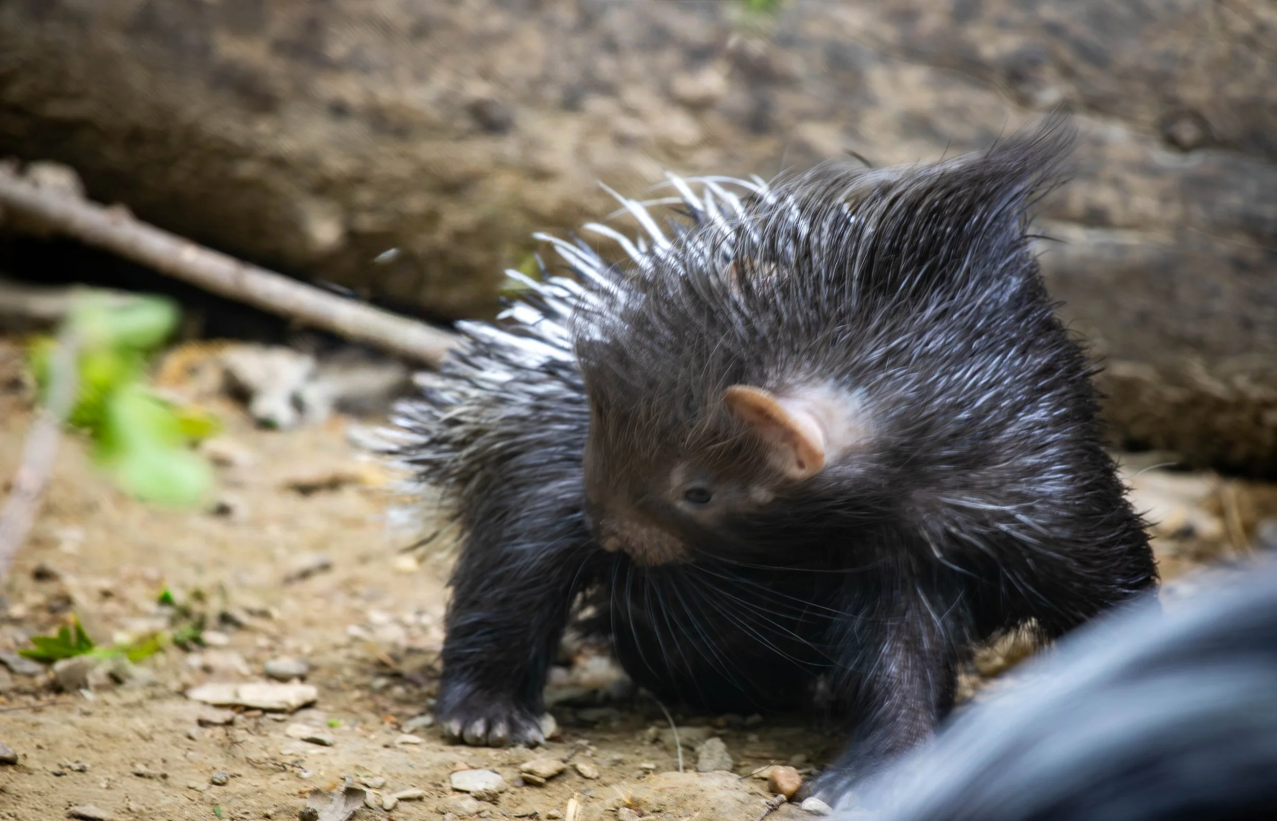 Copy of porcupine 2 (1 of 1).jpg