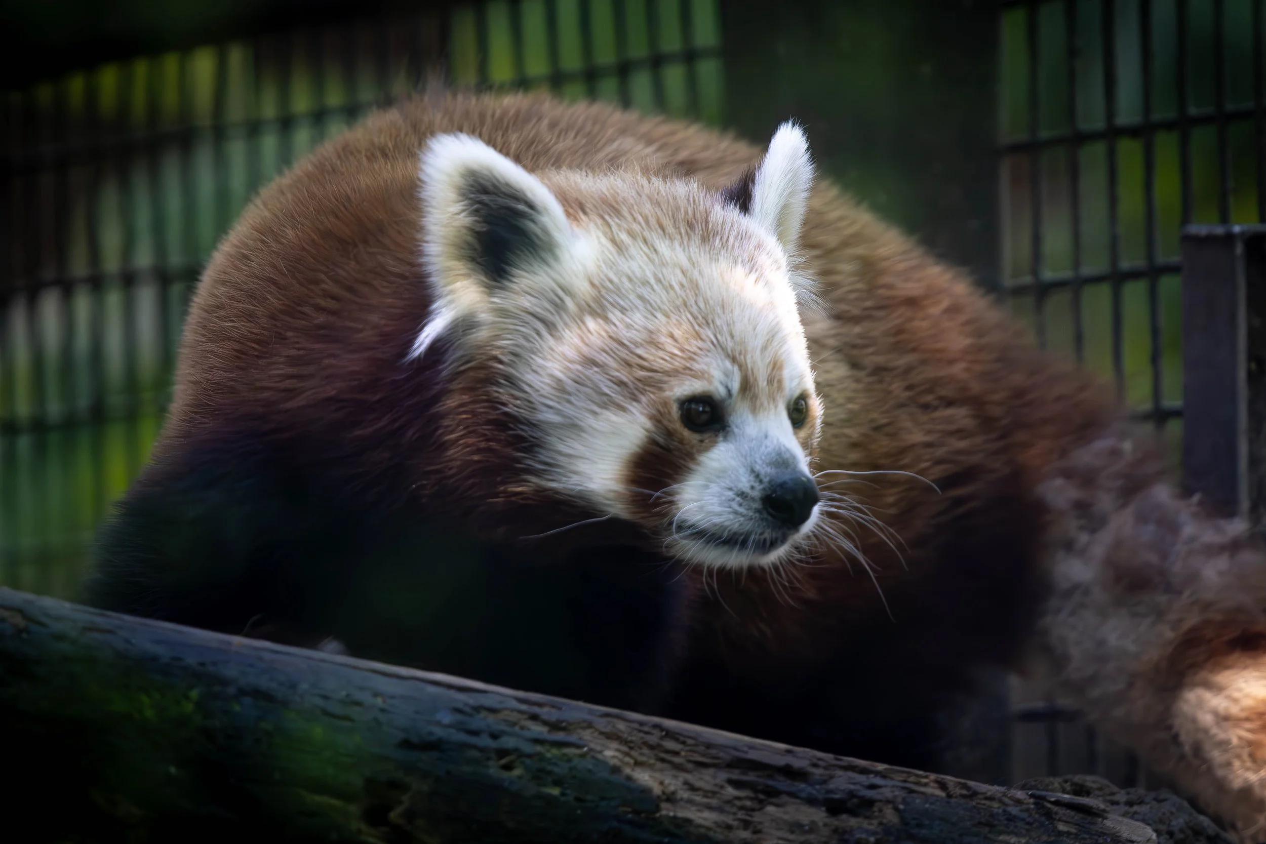 red panda (1 of 1).jpg