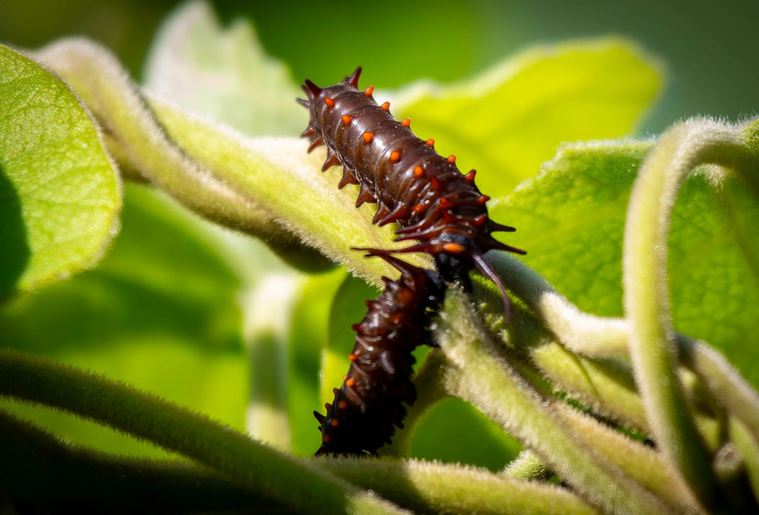 caterpillar 1 (1 of 1).jpg