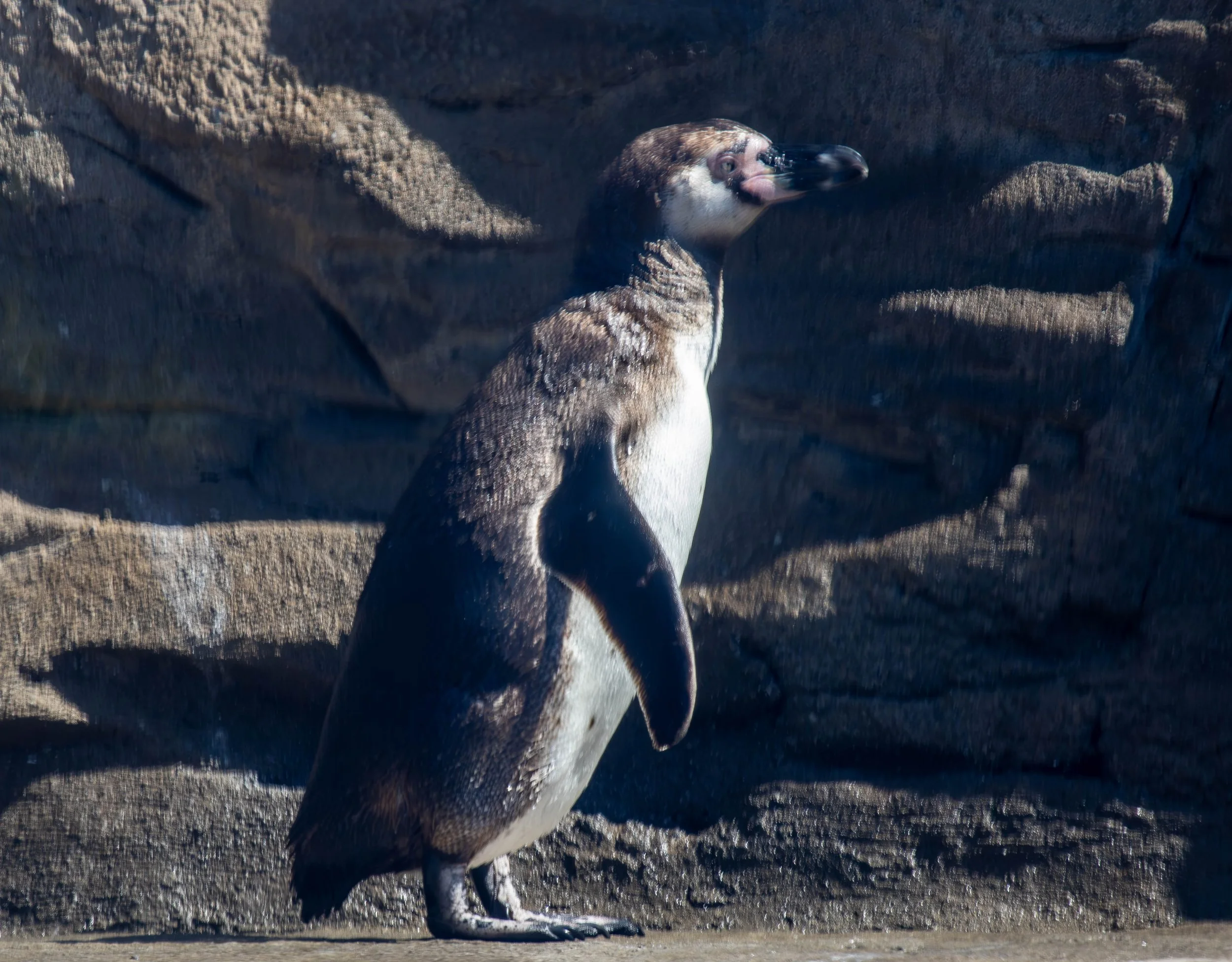 penguin 3 (1 of 1).jpg