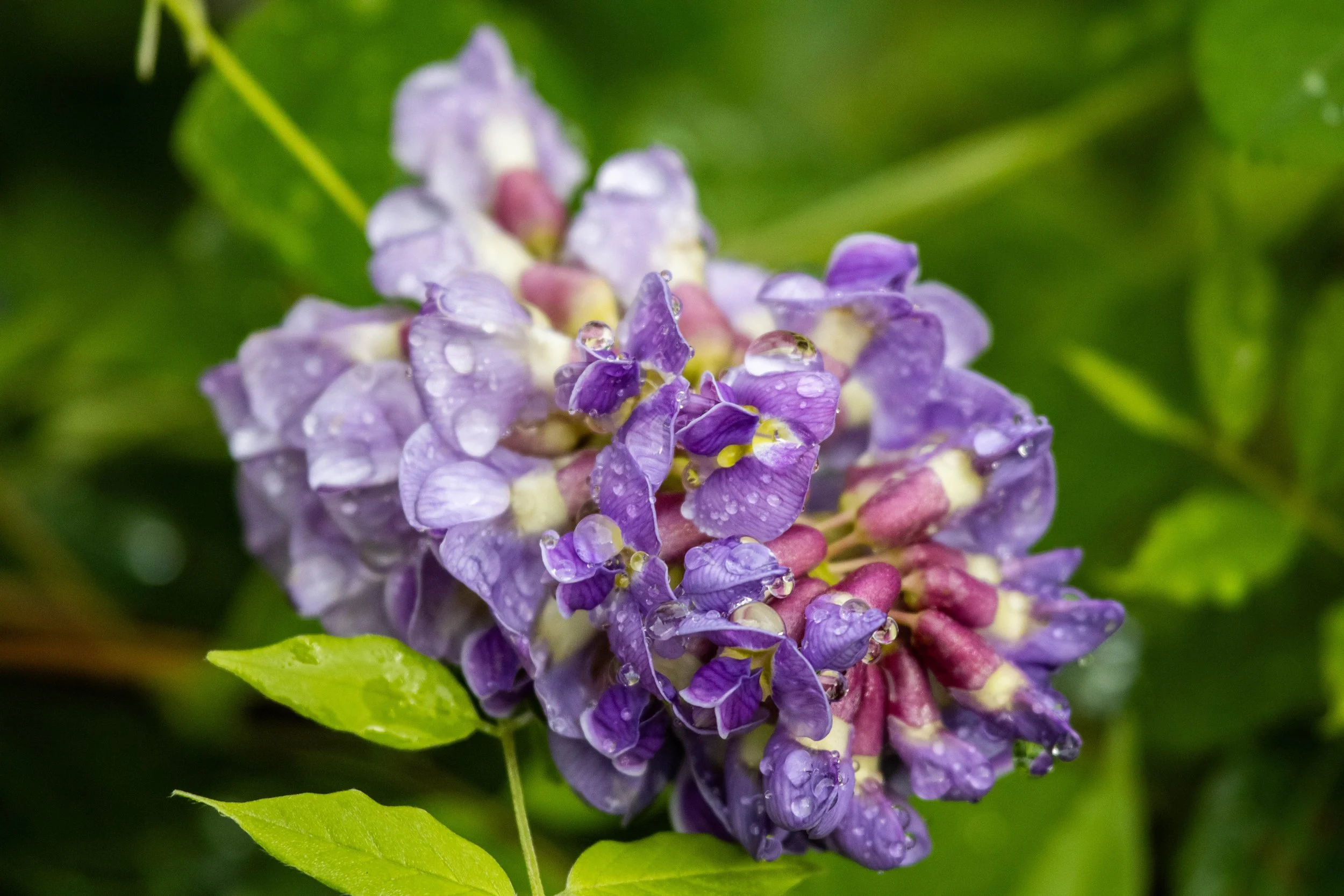 flower 4 (1 of 1).jpg