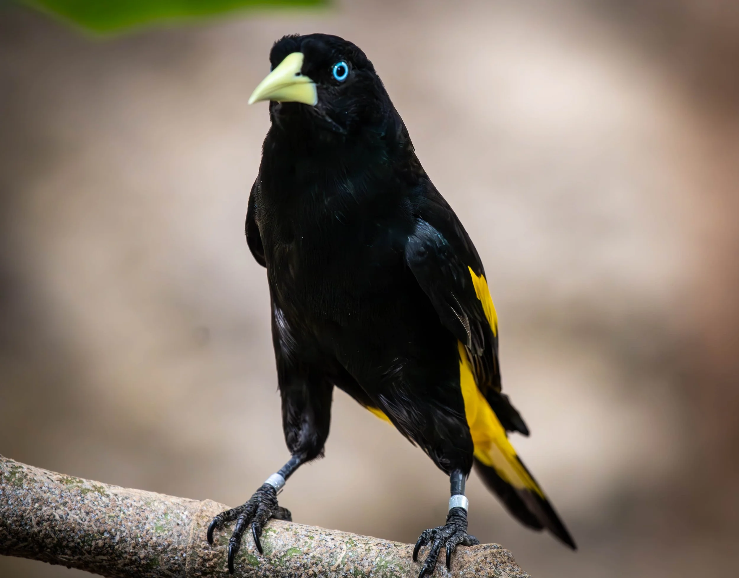 Yellow Rumped Cacique (1 of 1).jpeg