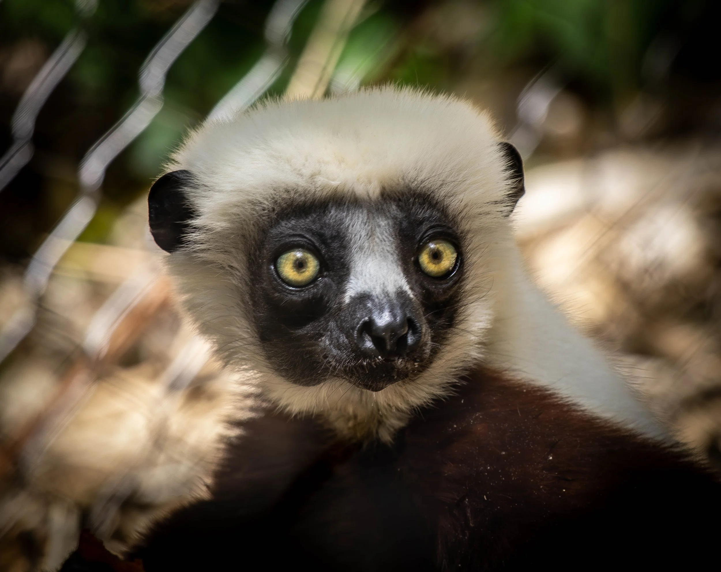 Coquerels Sifaka 3 personal (1 of 1).jpg
