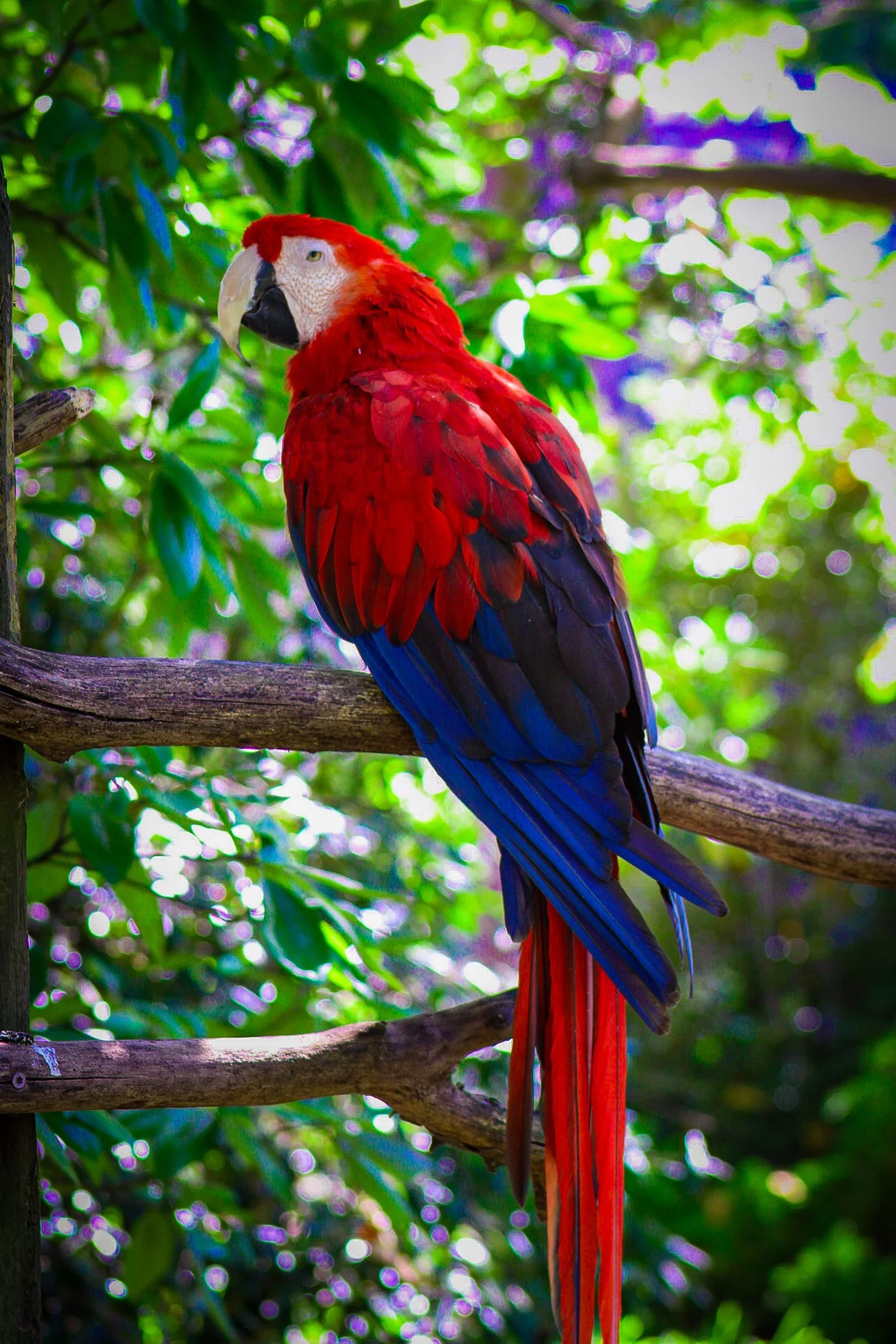Copy of Scarlet Macaw (Rojo).jpg