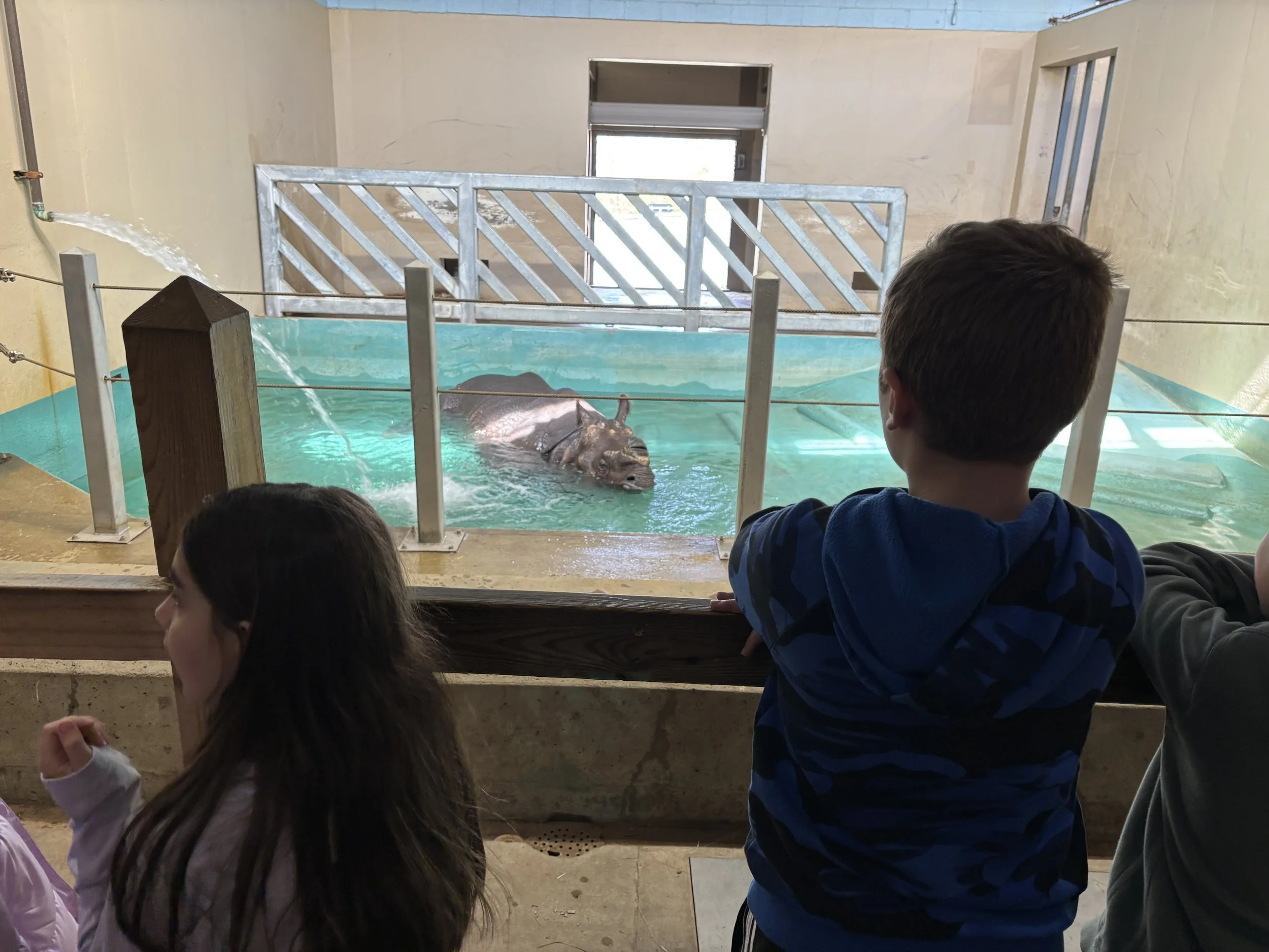 Children facing the pool in our Rhino exhibit. The rhino can be seen in his pool.