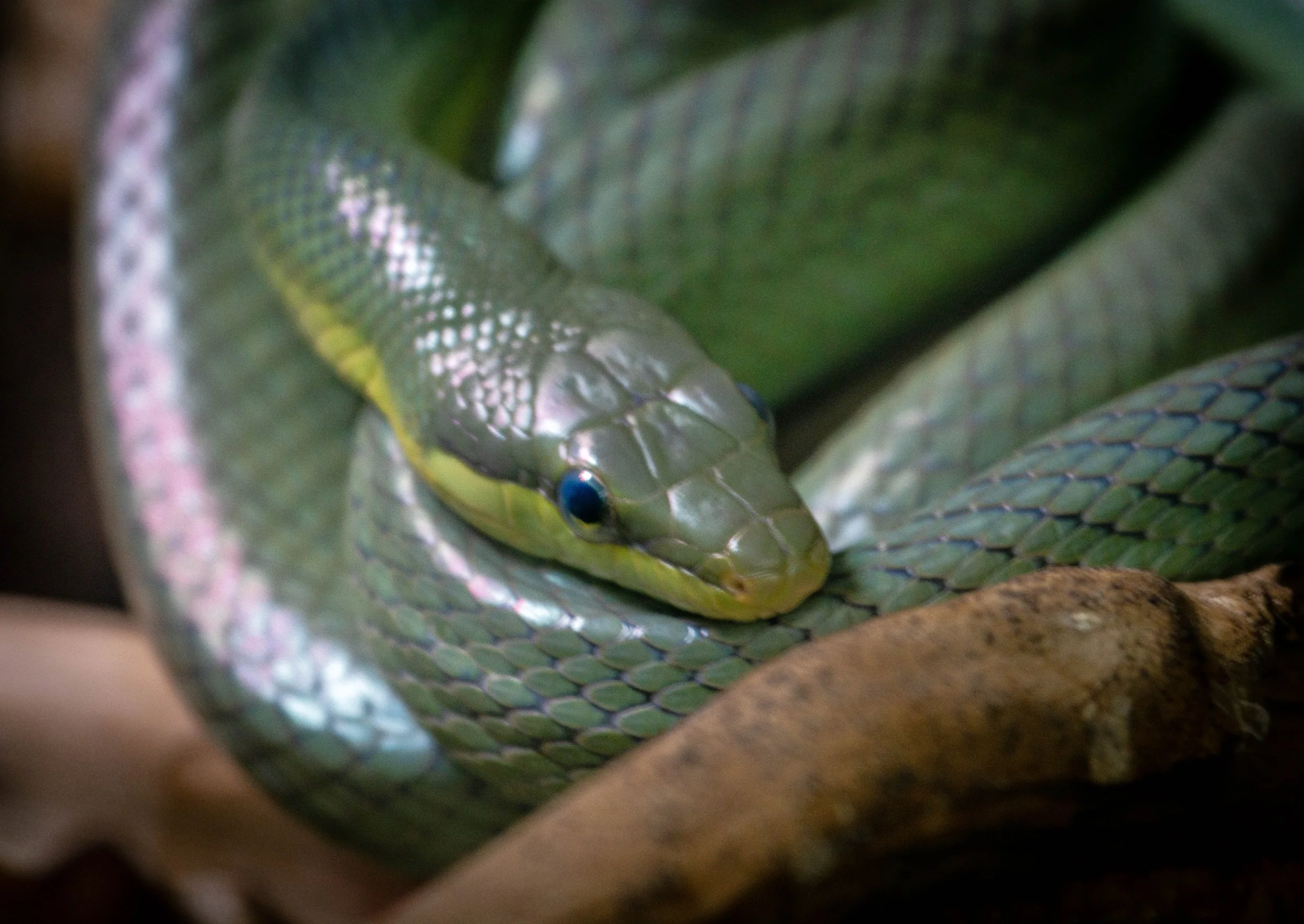 green rat snake (1 of 1).jpg