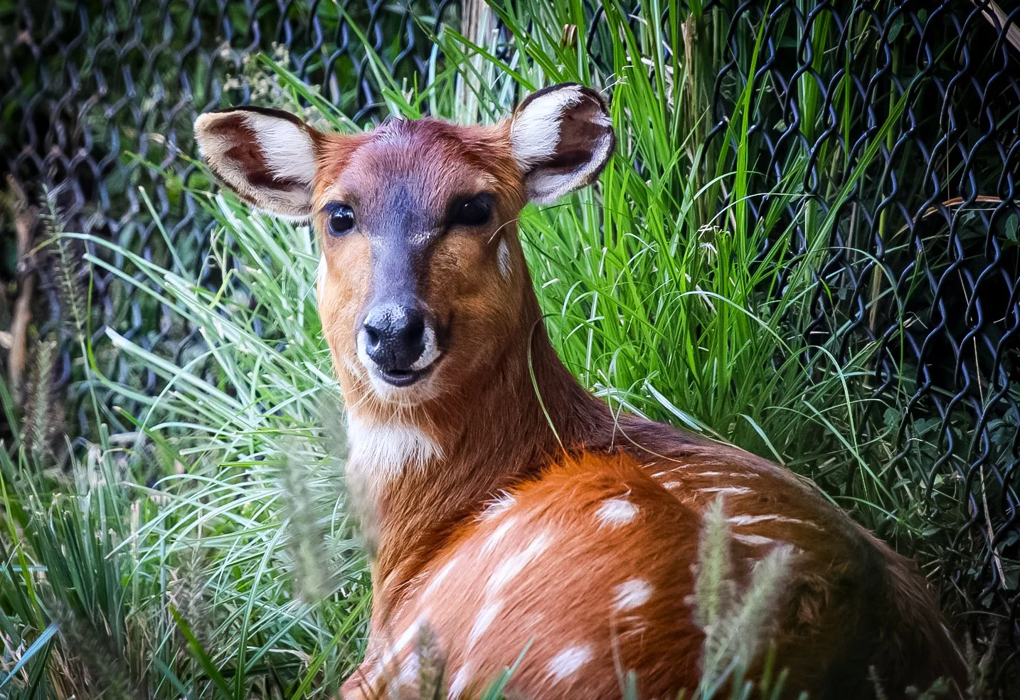 Copy of Sitatunga.jpg
