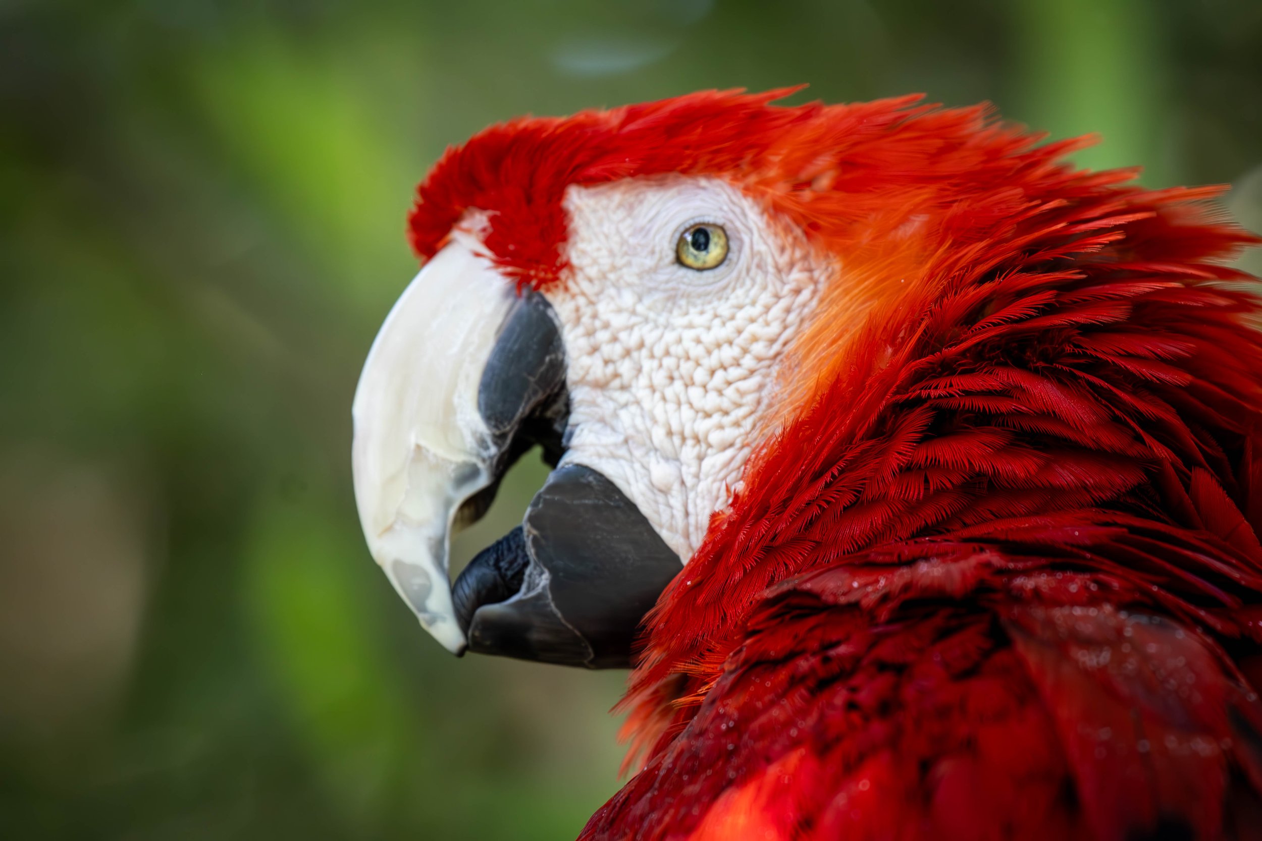 rojo 1 (1 of 1).jpg