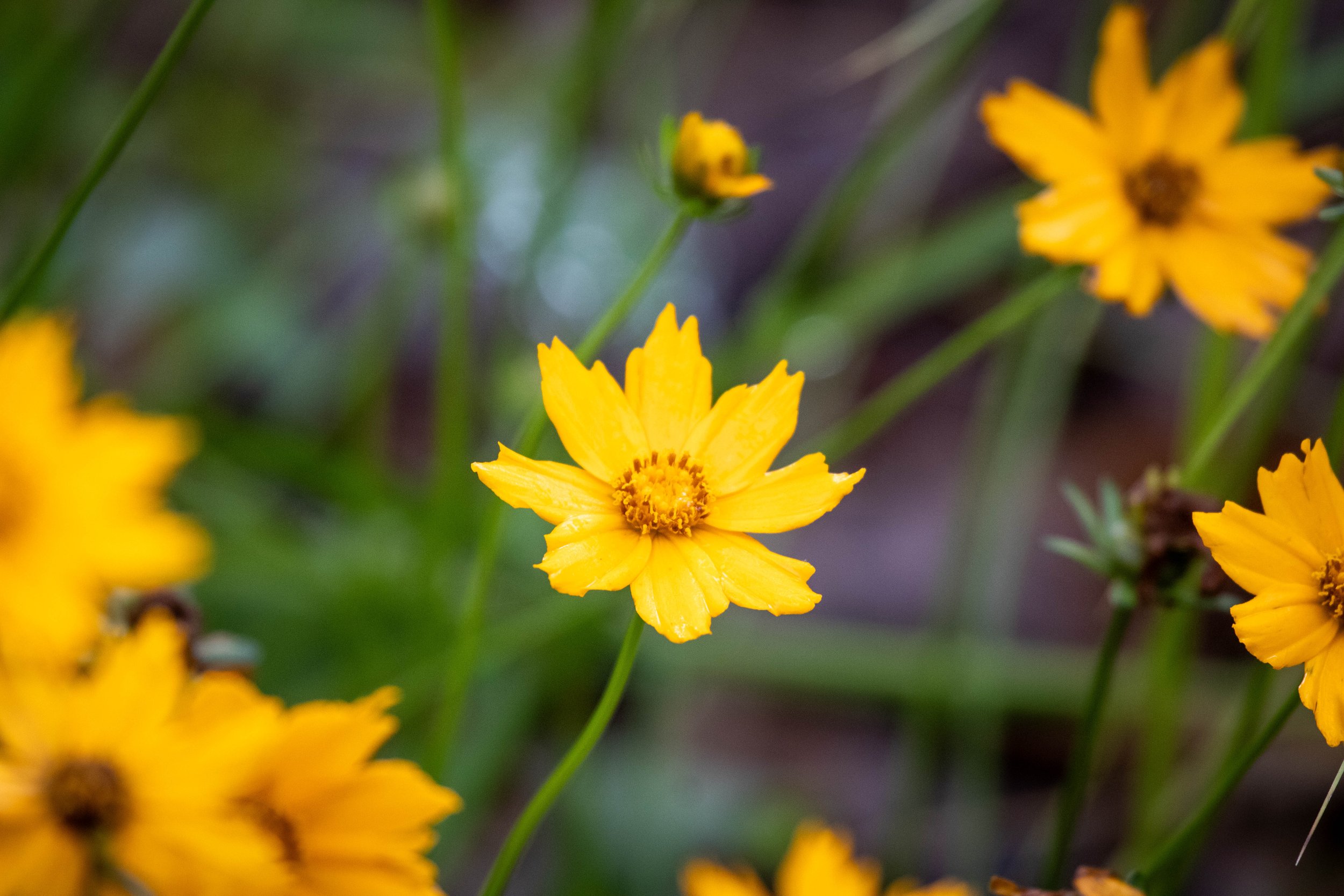 flower 1 (1 of 1).jpg