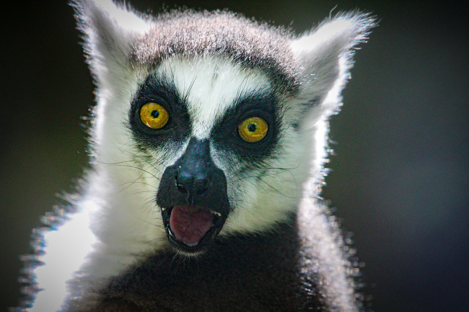 Copy of Ring-tailed lemur(3).jpg
