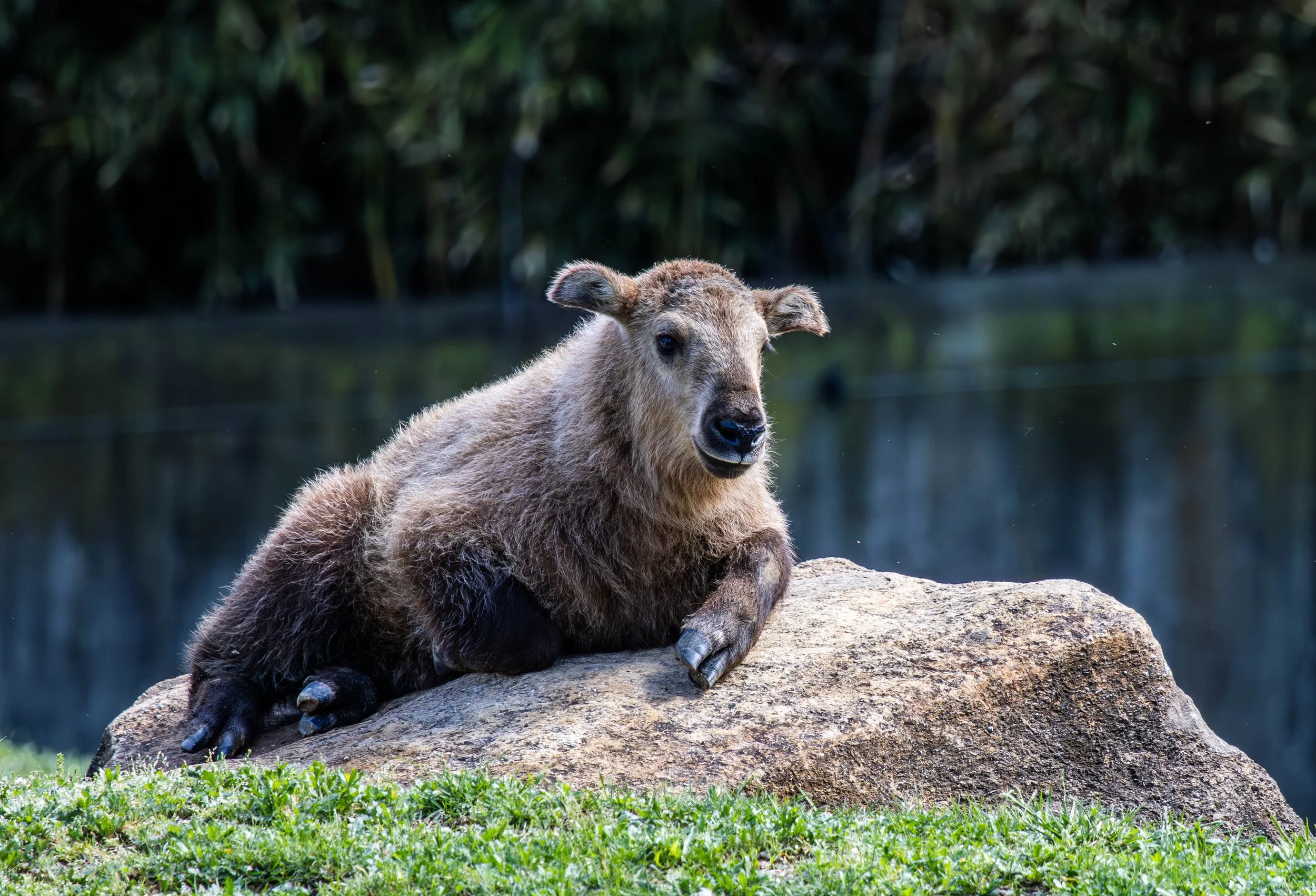 Baby Sichuan Takin (1 of 1).jpg