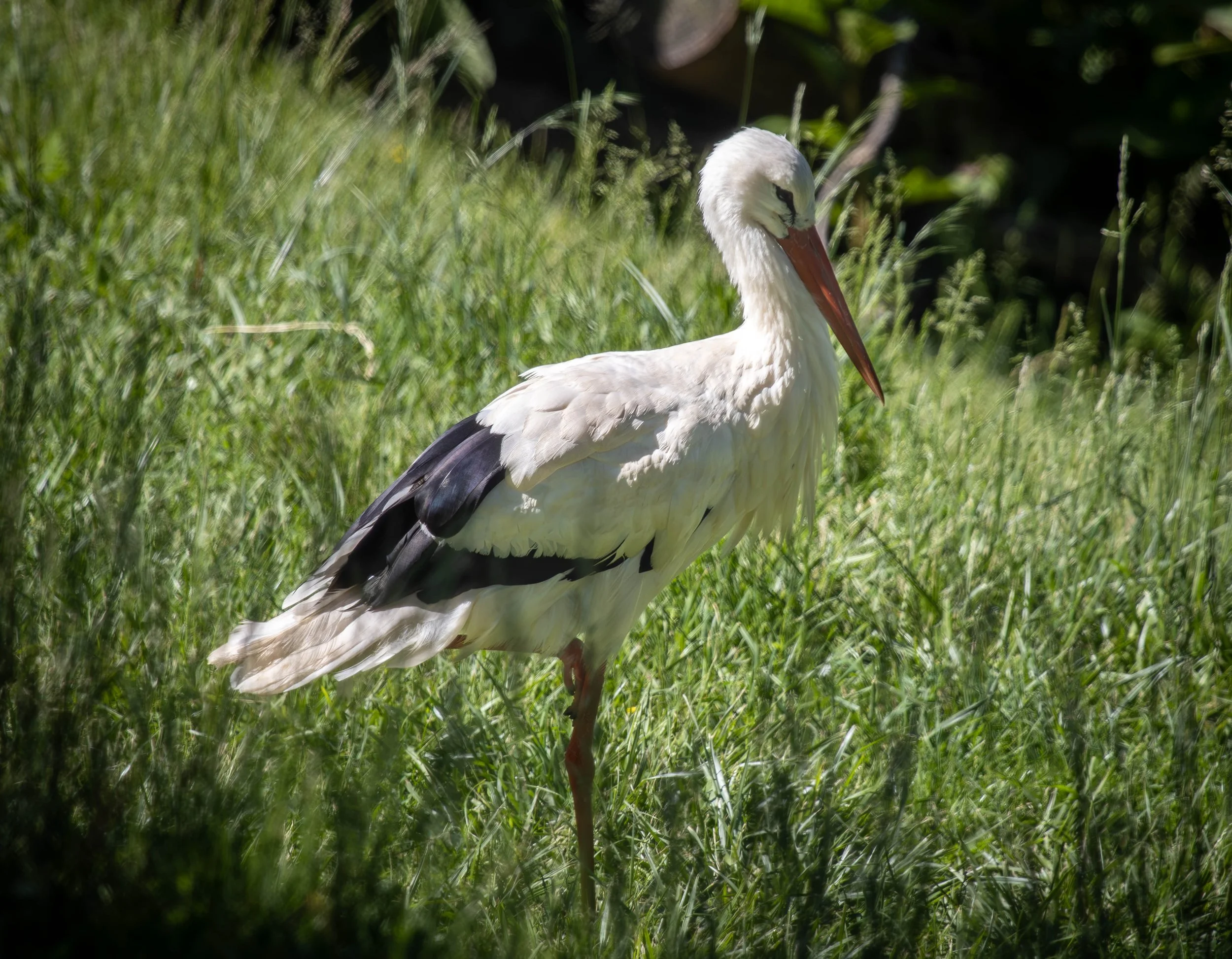 white stork (1 of 1) (1).jpg