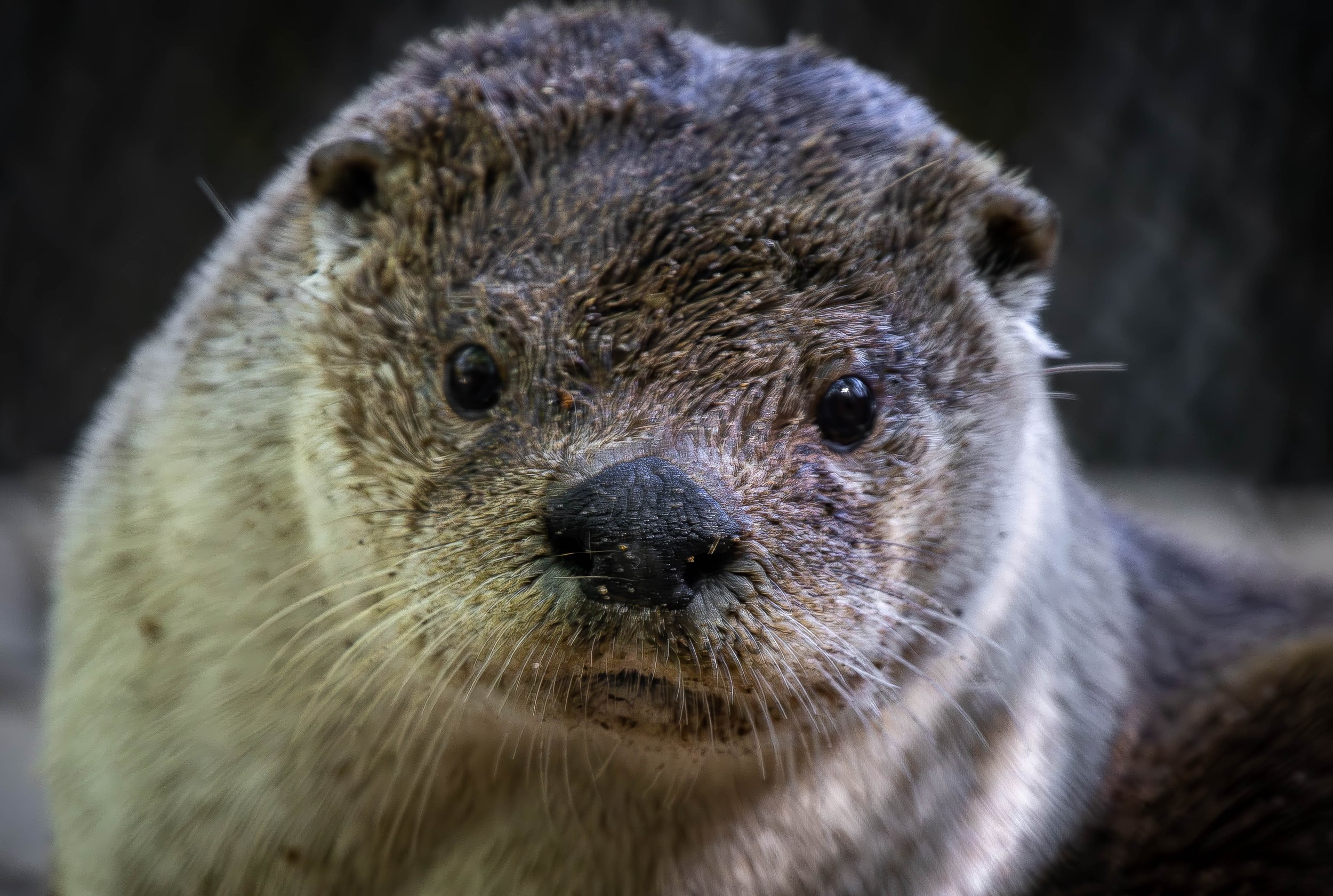 Copy of otters.jpg