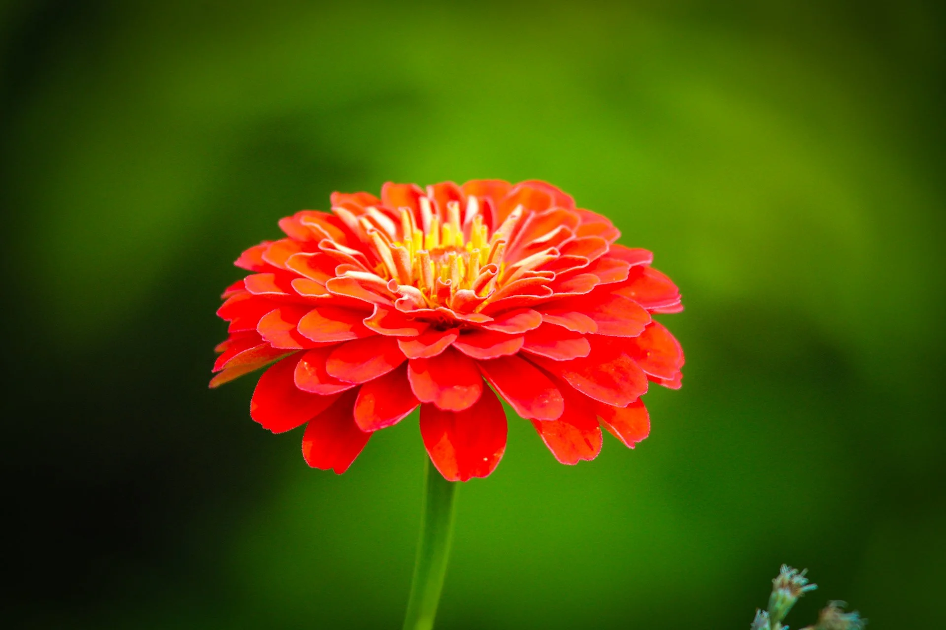 Copy of flower.jpg