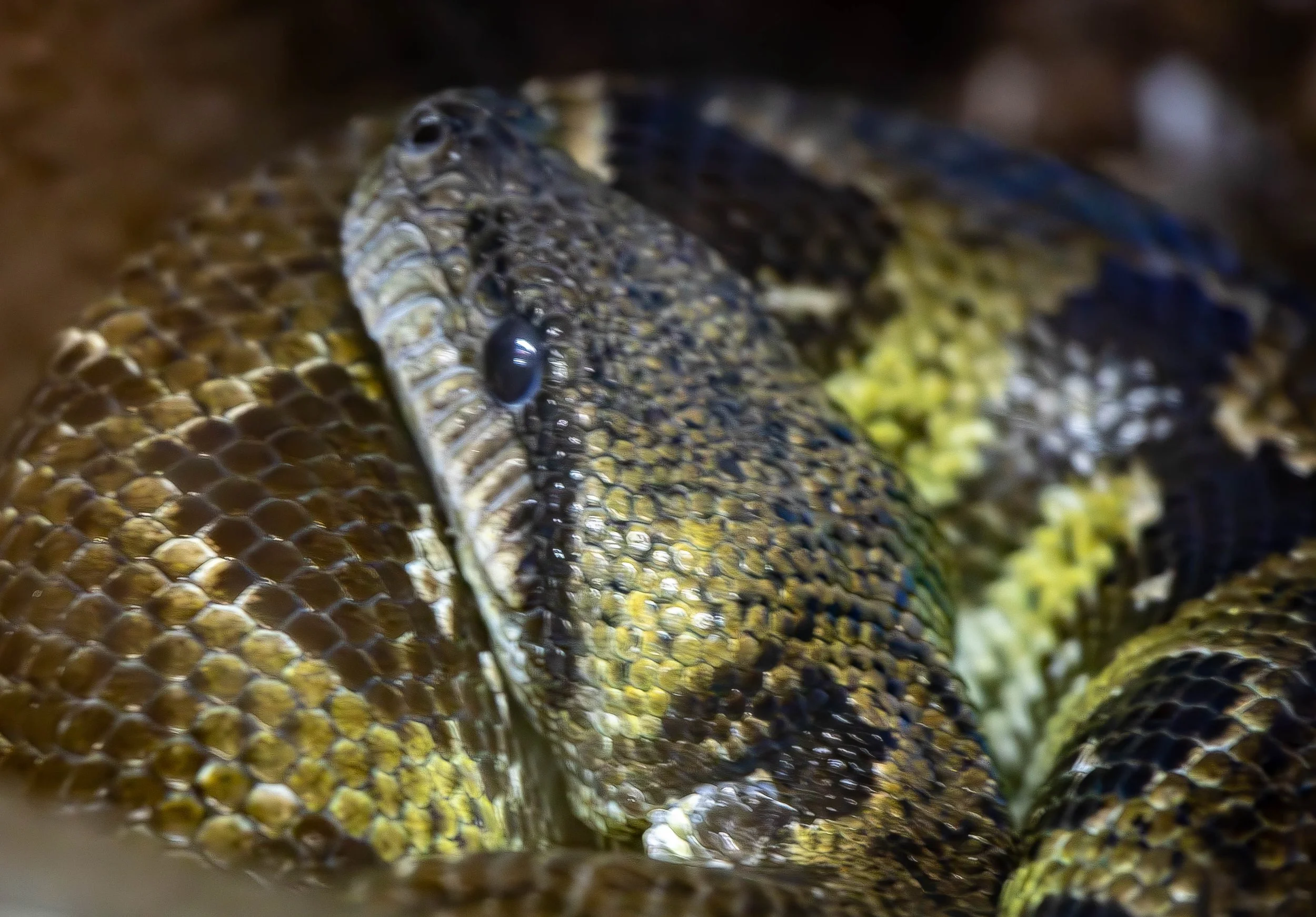 columbian tree boa 2 (1 of 1).jpg