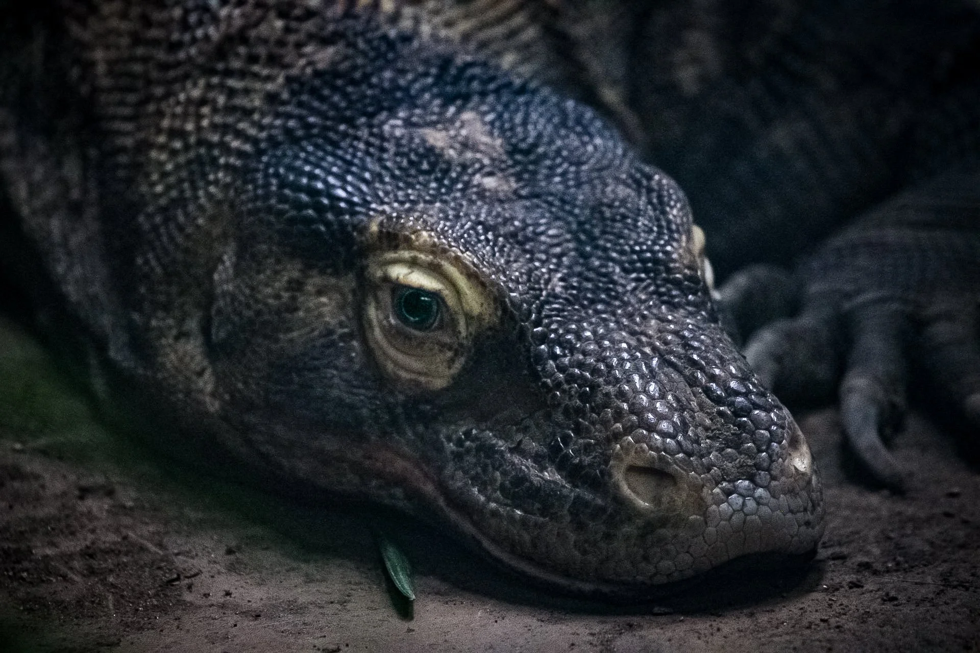 Copy of Komodo Dragon.jpg