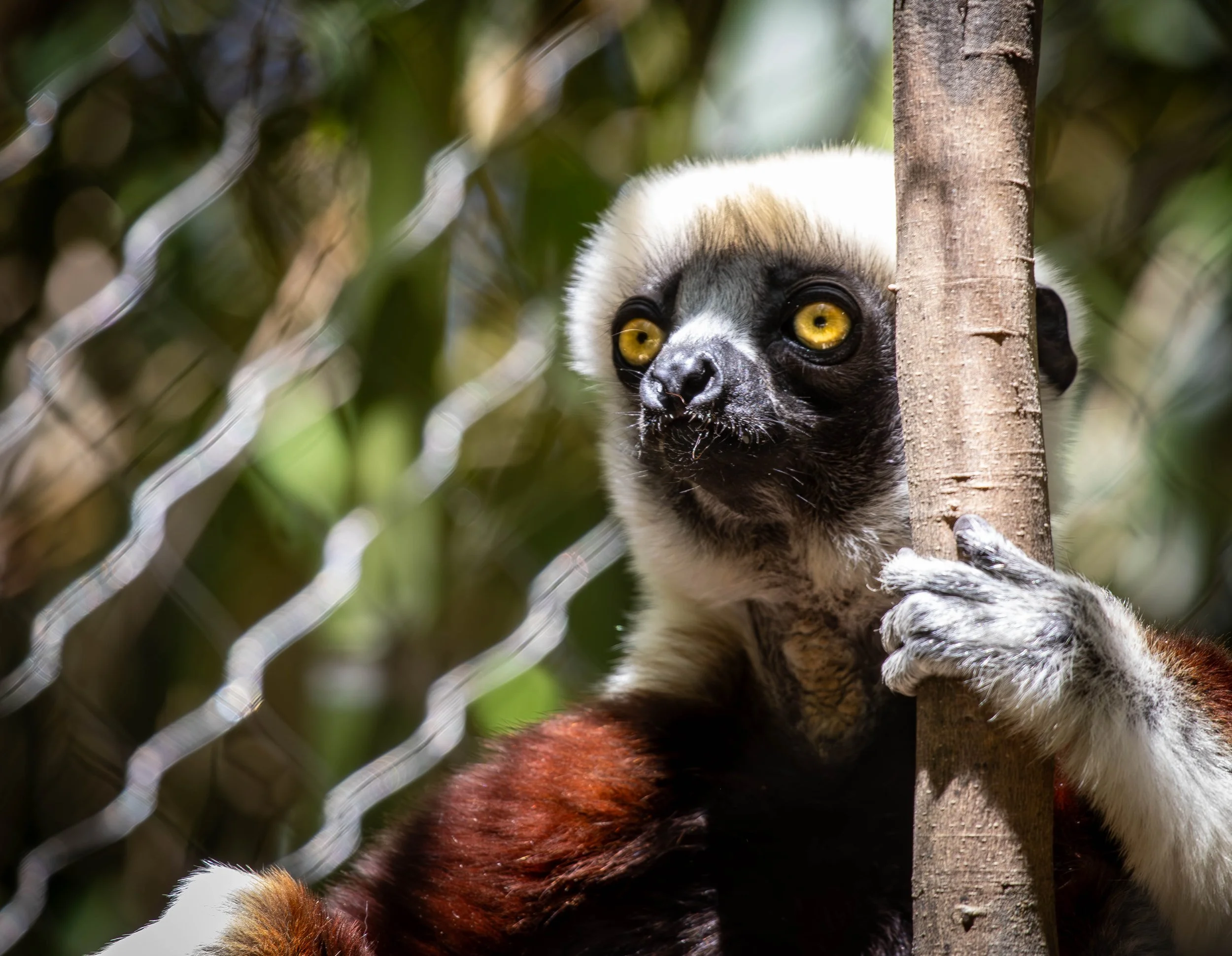 Coquerels Sifaka (1 of 1) (1).jpg