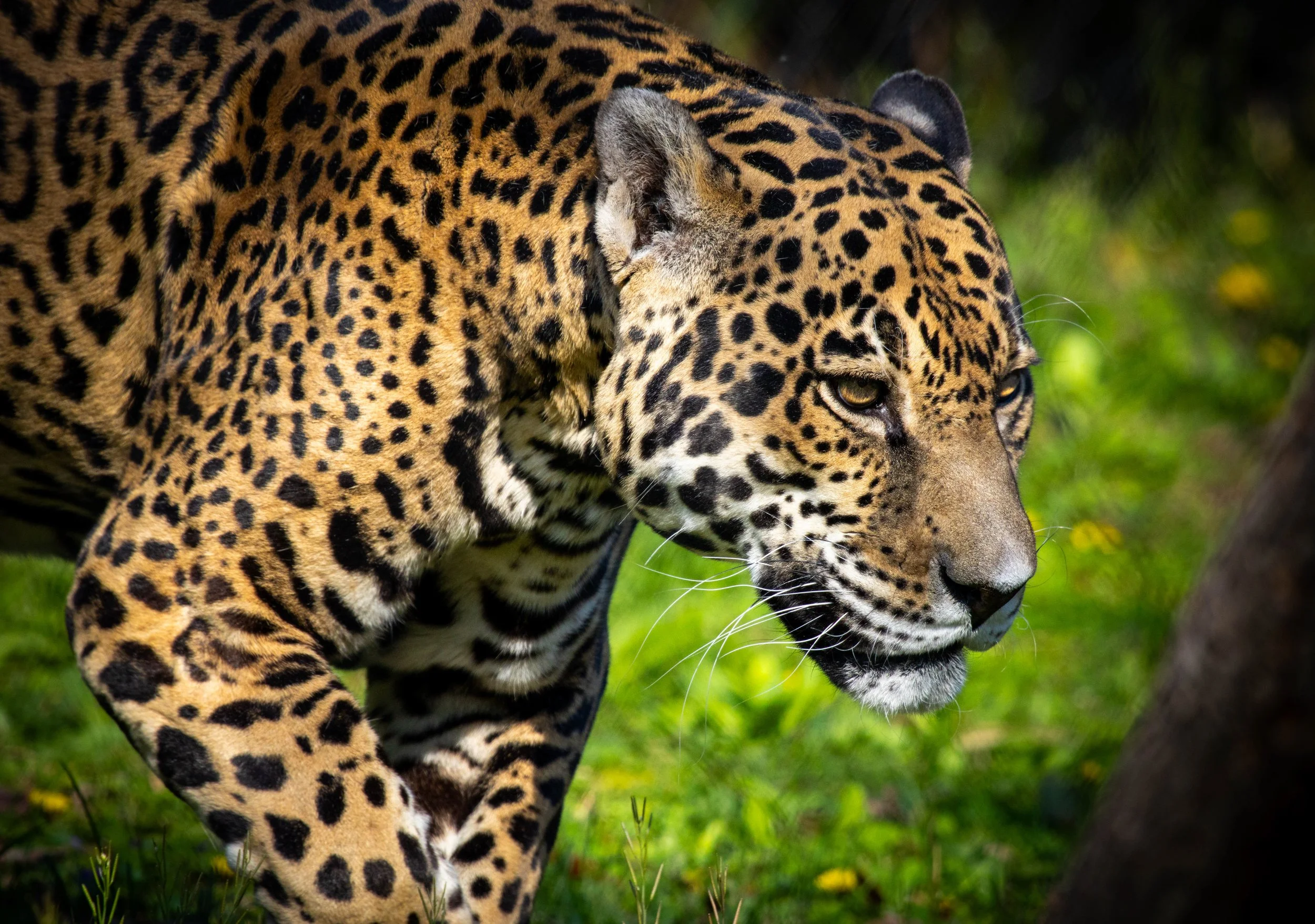 Copy of Jaguar(5).jpg