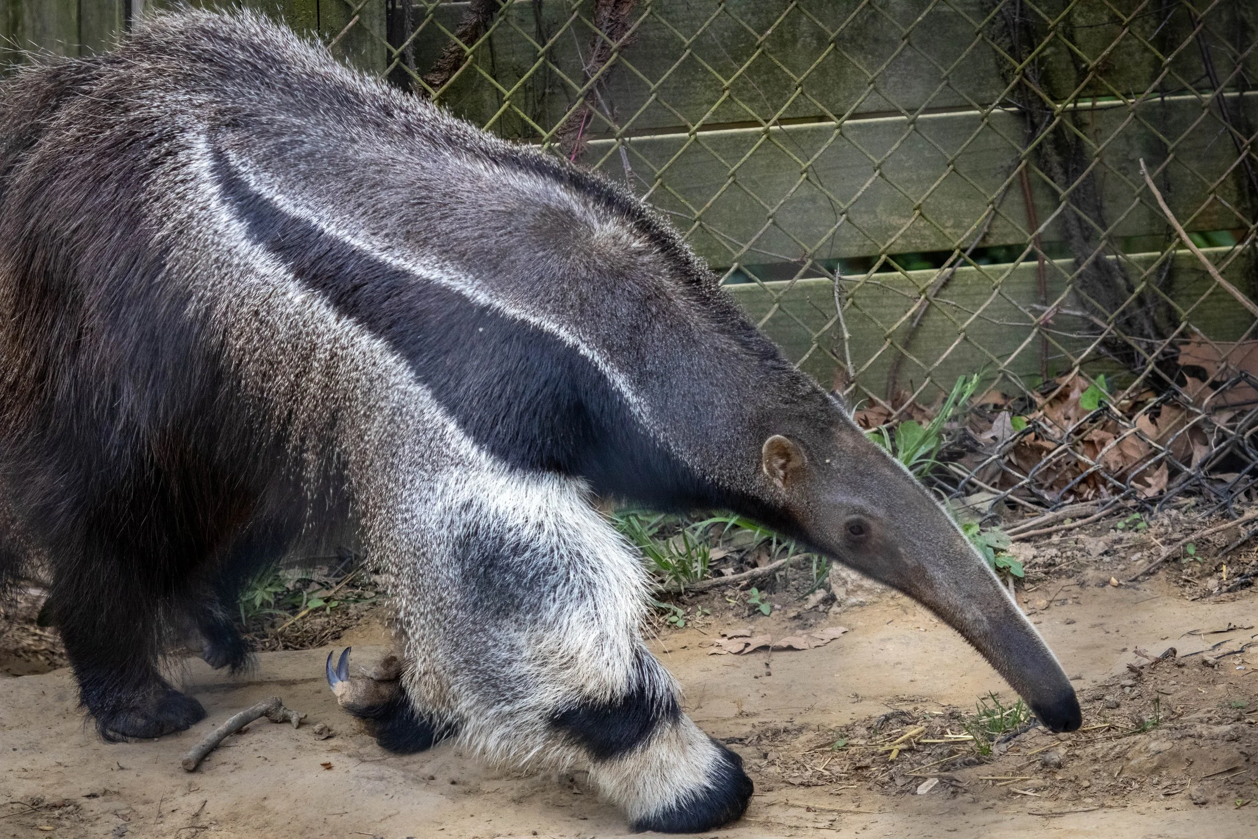 Copy of ant eater 2 (1 of 1).jpg