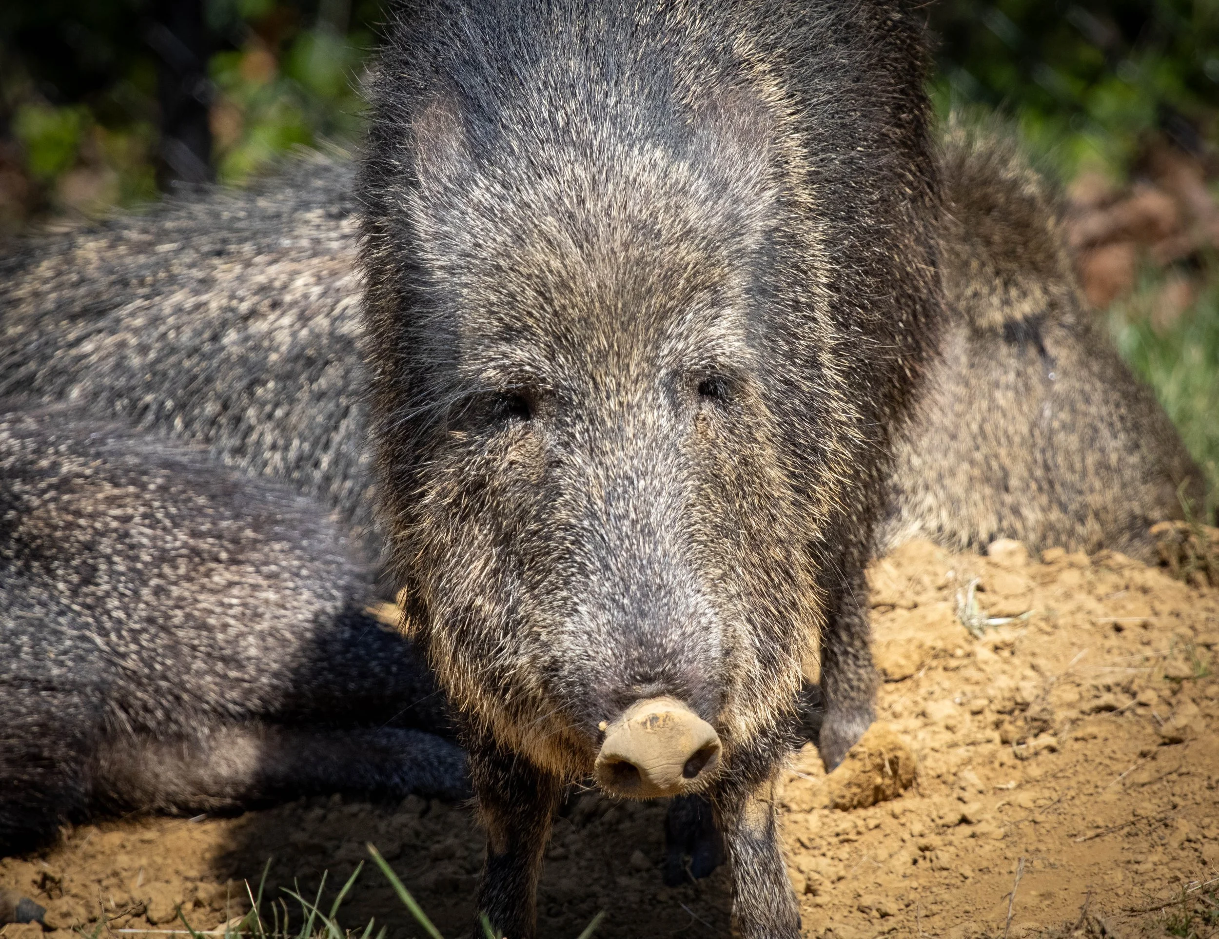 Copy of peccary 2 (1 of 1).jpg