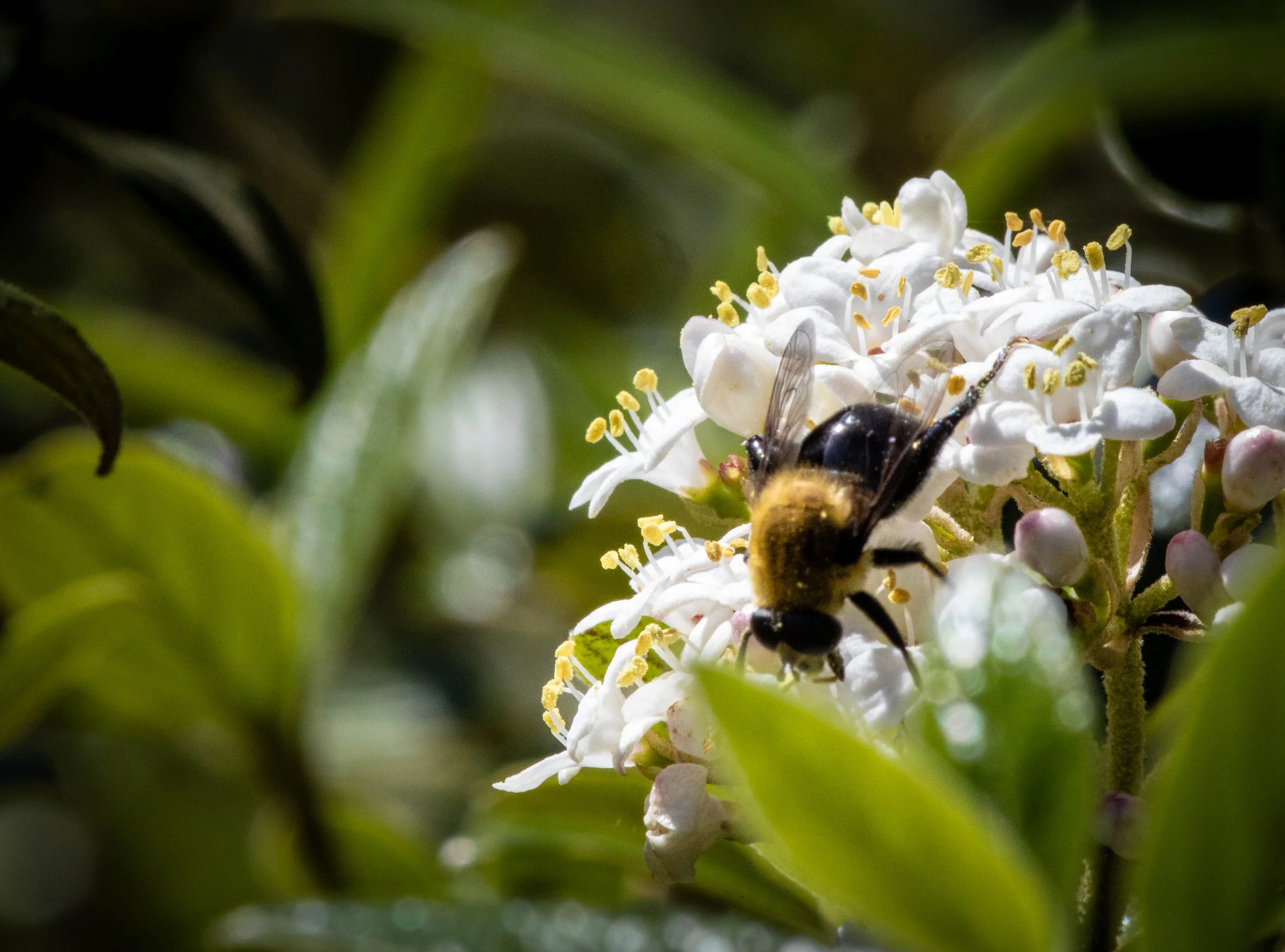 bee 1 (1 of 1).jpg
