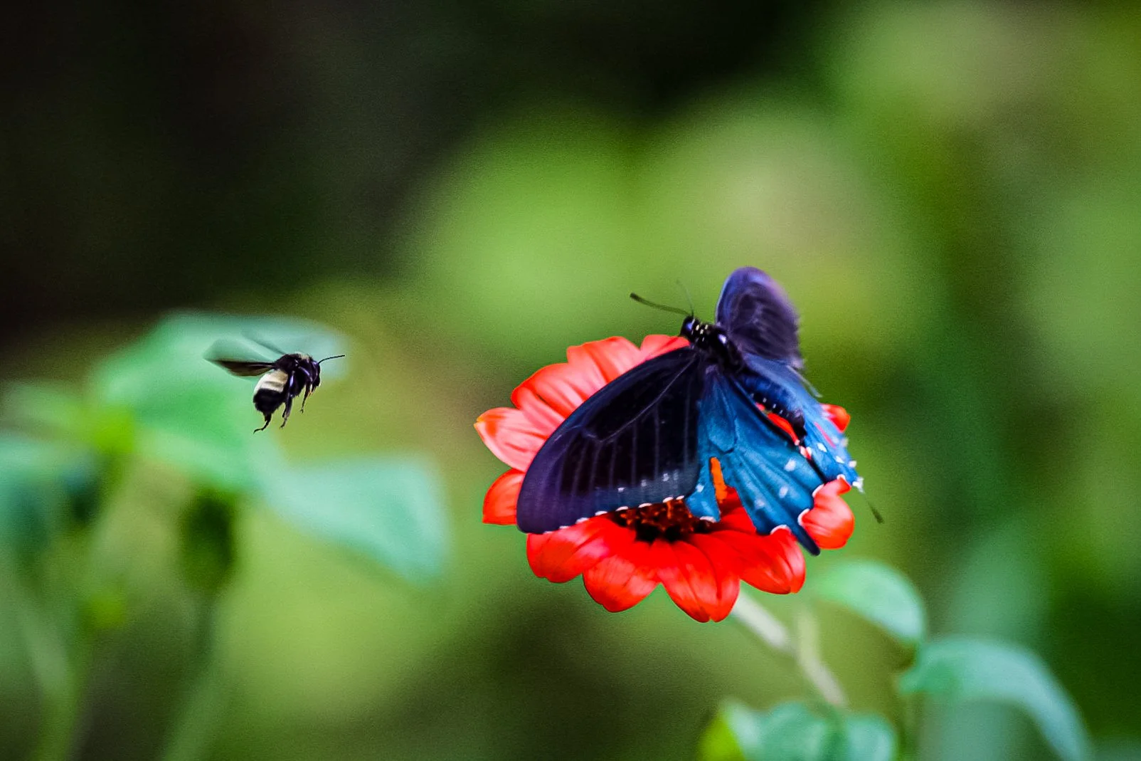 Copy of Bee, butterfly and flower.jpg
