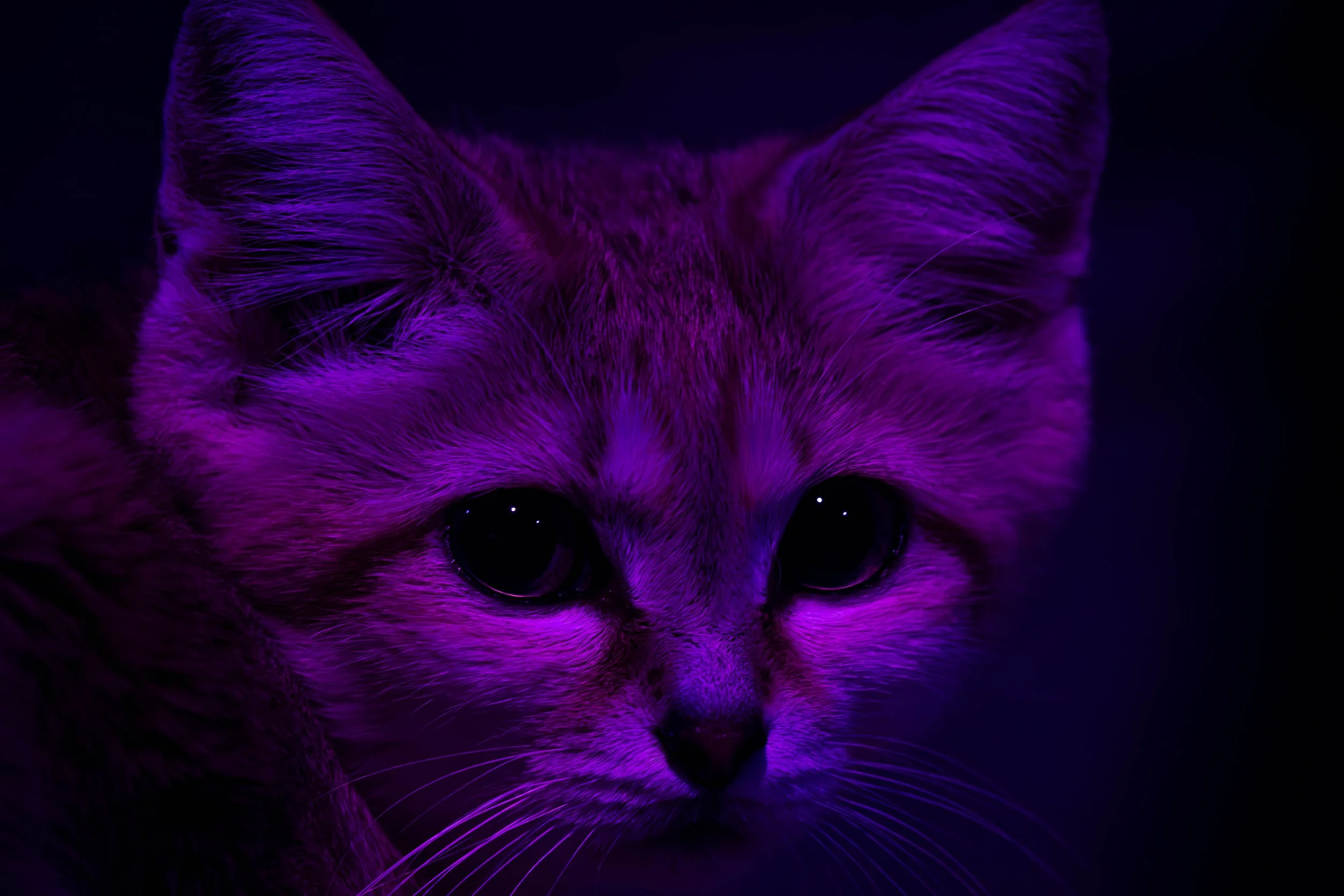 sand cat personal (1 of 1).jpg