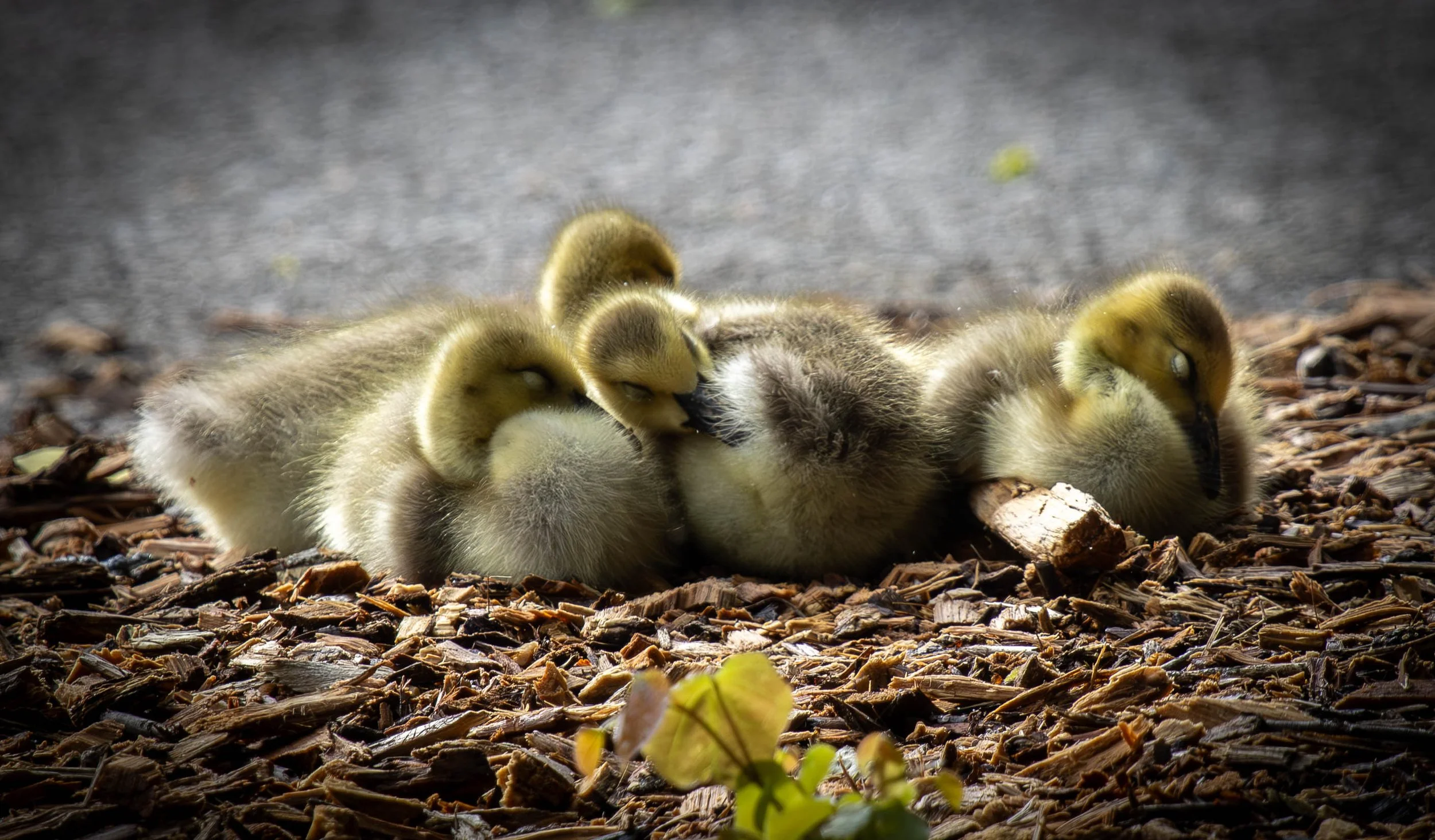 baby Geese (1 of 1).jpg