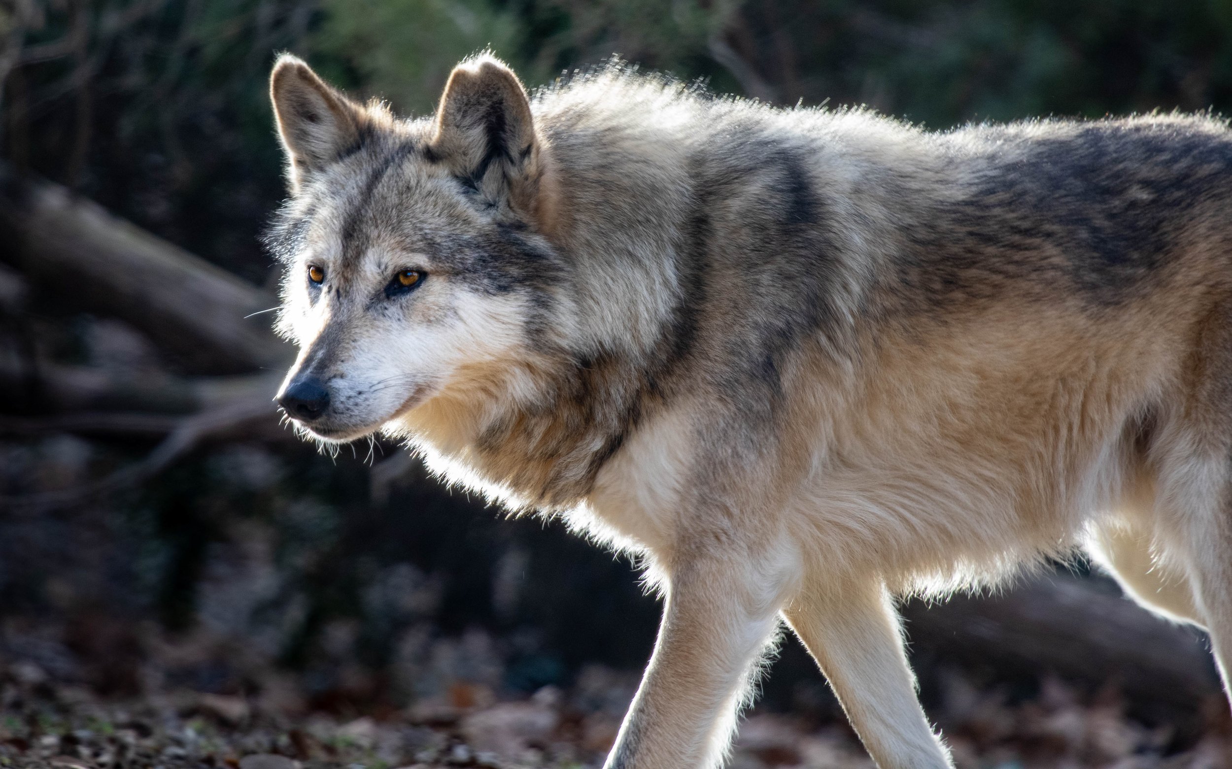 Copy of Mexican Gray Wolf.jpg