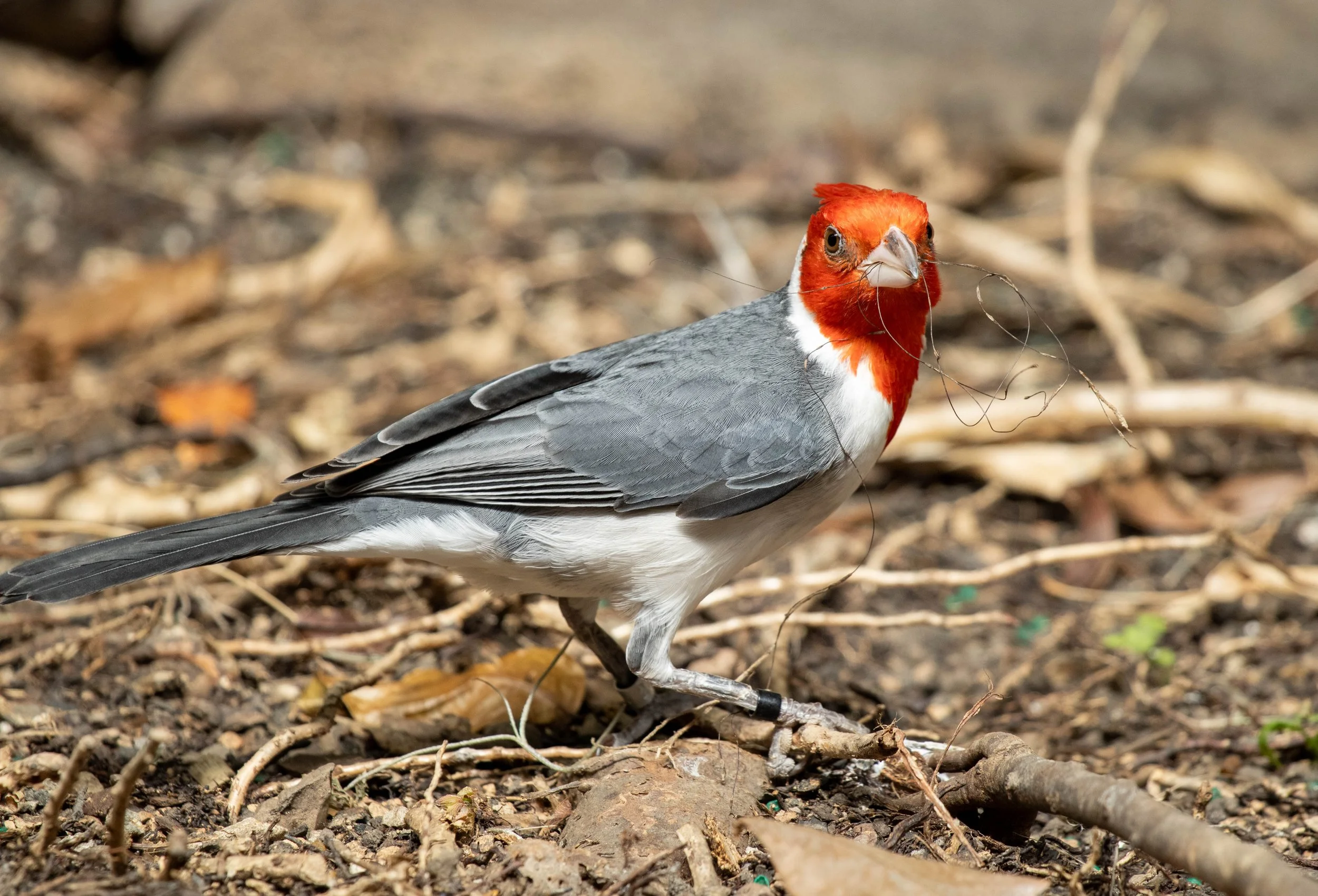 Copy of red crested cardnal 2 (1 of 1).jpg