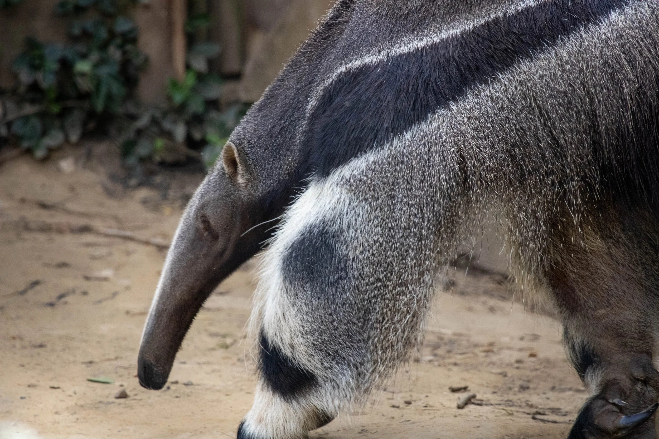 Copy of ant eater (1 of 1).jpg