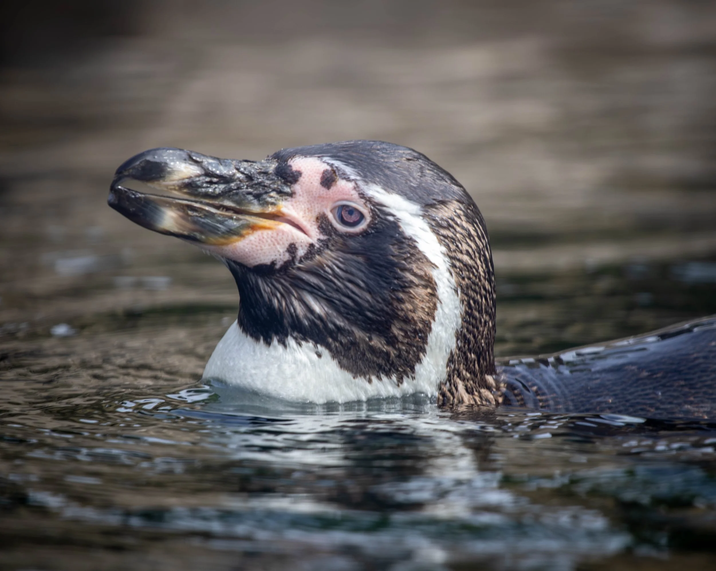 penguin 2 (1 of 1) (1).jpg