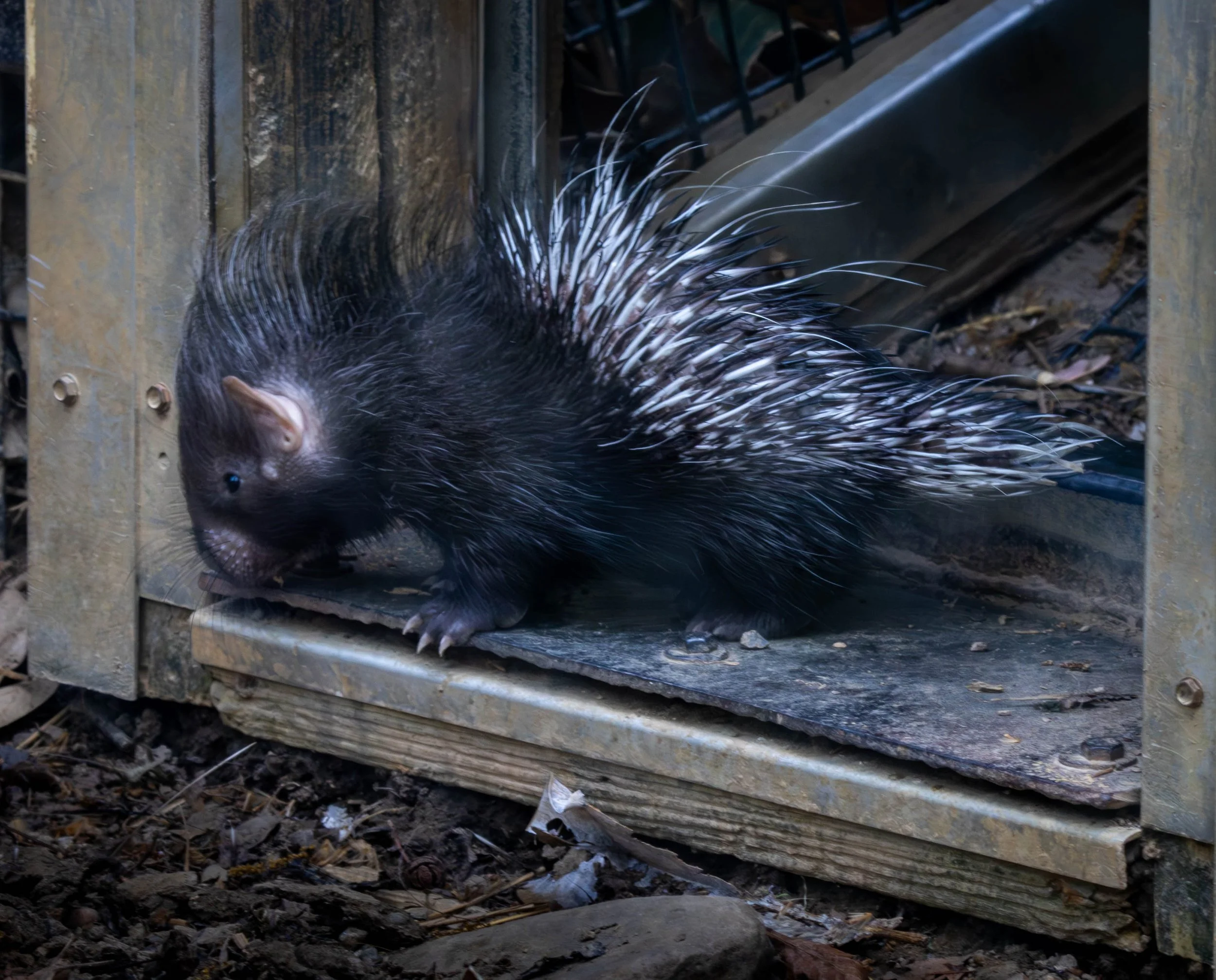 Copy of porcupine (1 of 1)(1).jpg