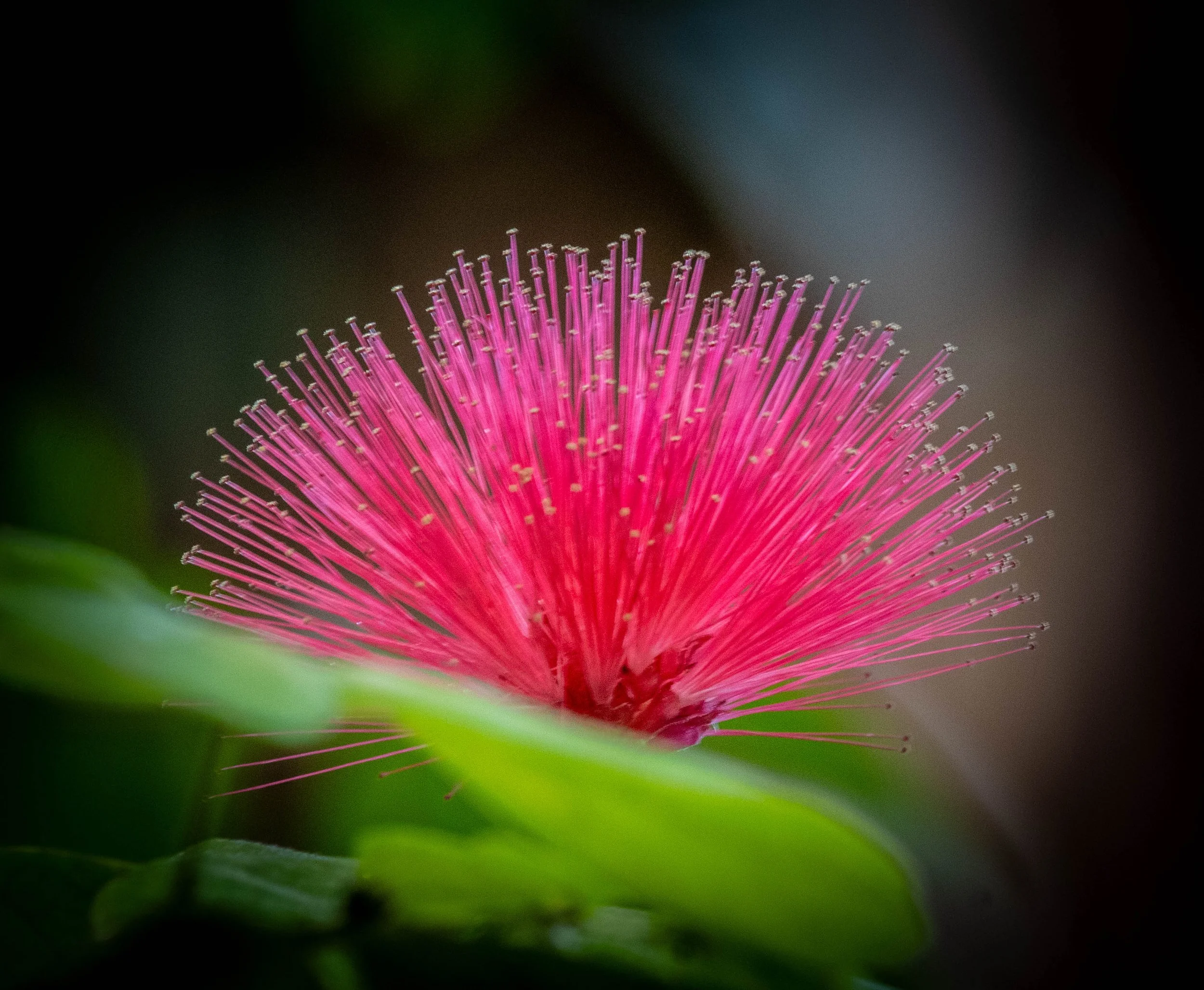 Copy of amazon flower 1 (1 of 1).jpg