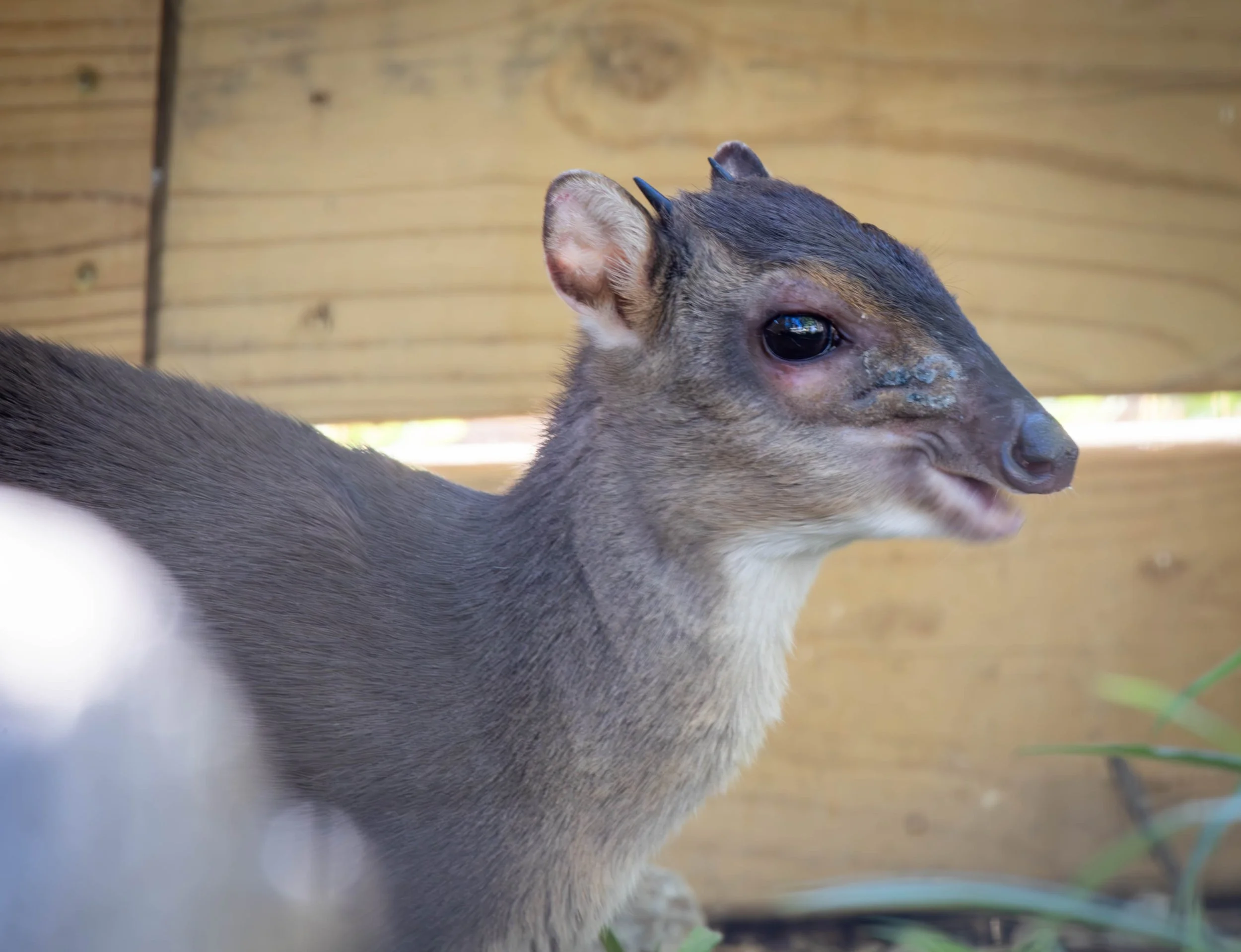 blue duiker (1 of 1).jpg