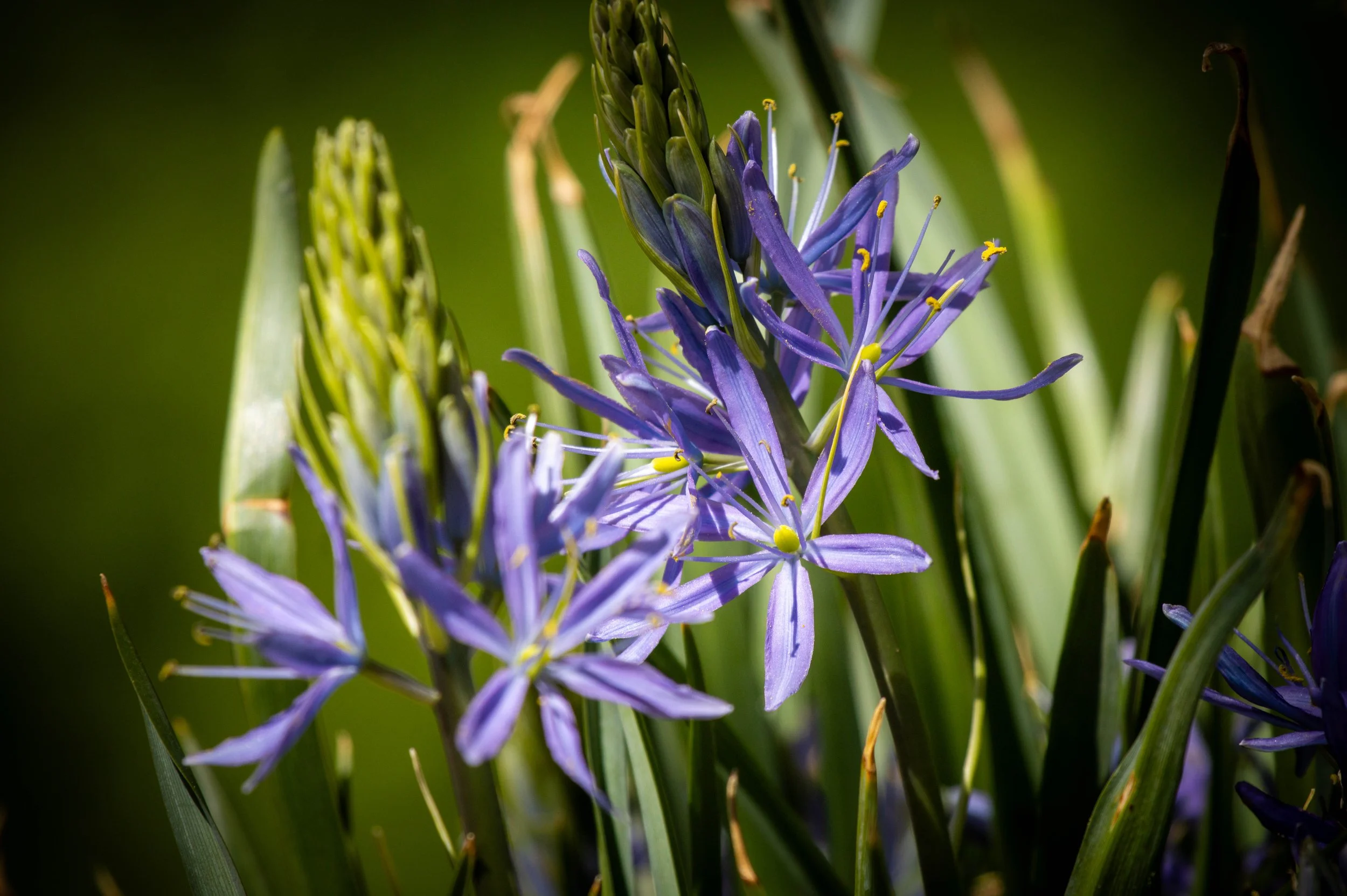 Copy of flowers blue.jpg