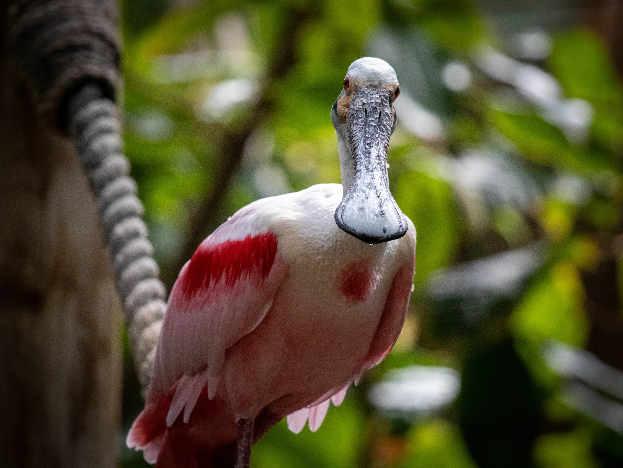 spoonbill foward looking (1 of 1).jpeg