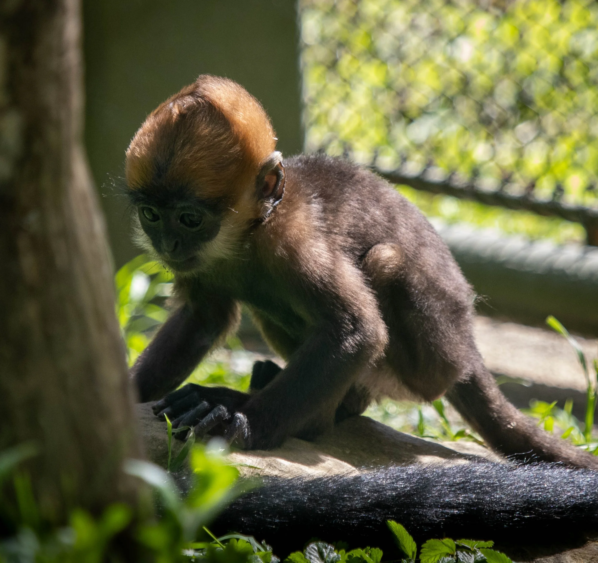 Copy of Baby Francois Langur (fern)(2).jpg