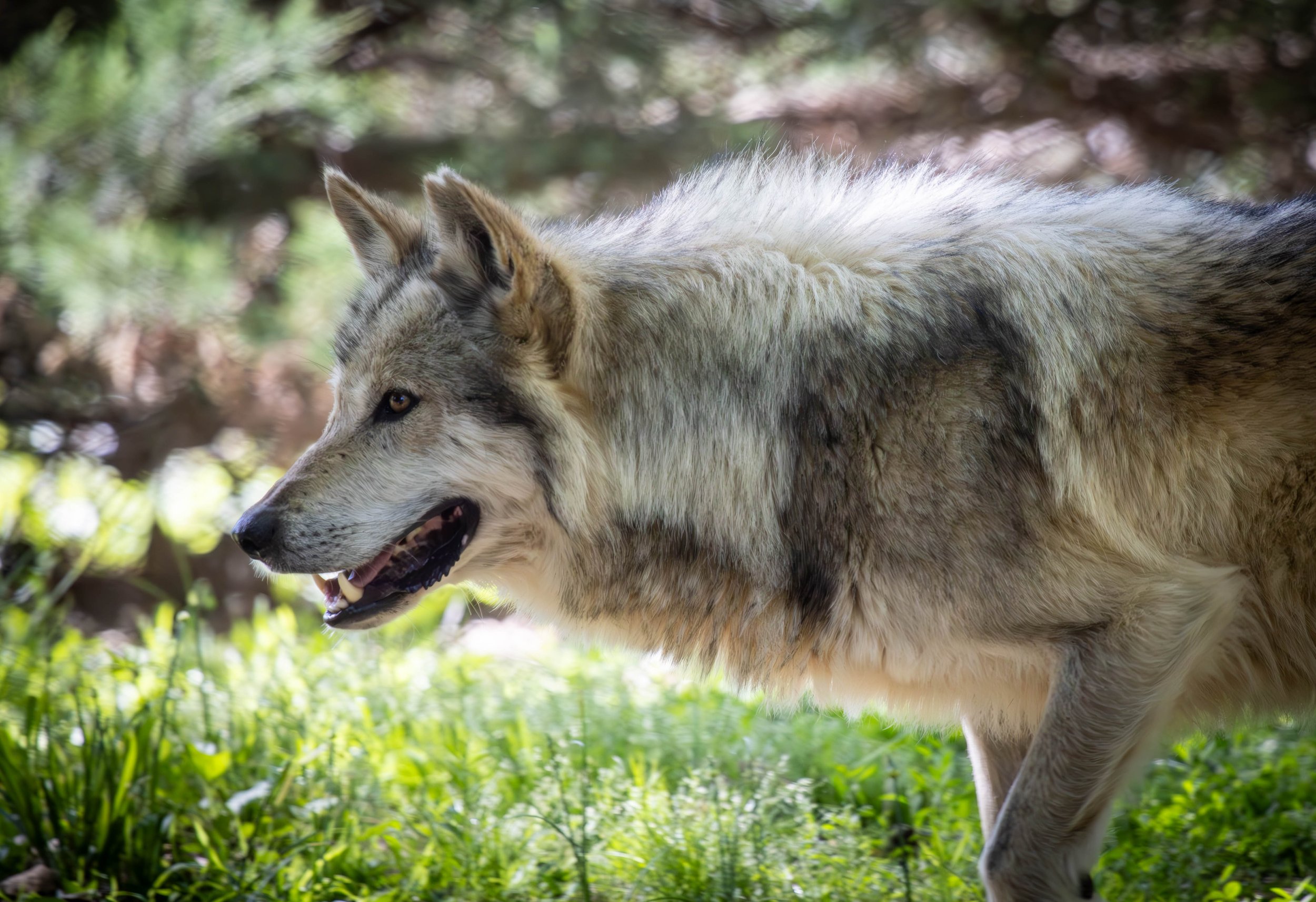 Mexican Gray Wolf 5 (1 of 1).jpg