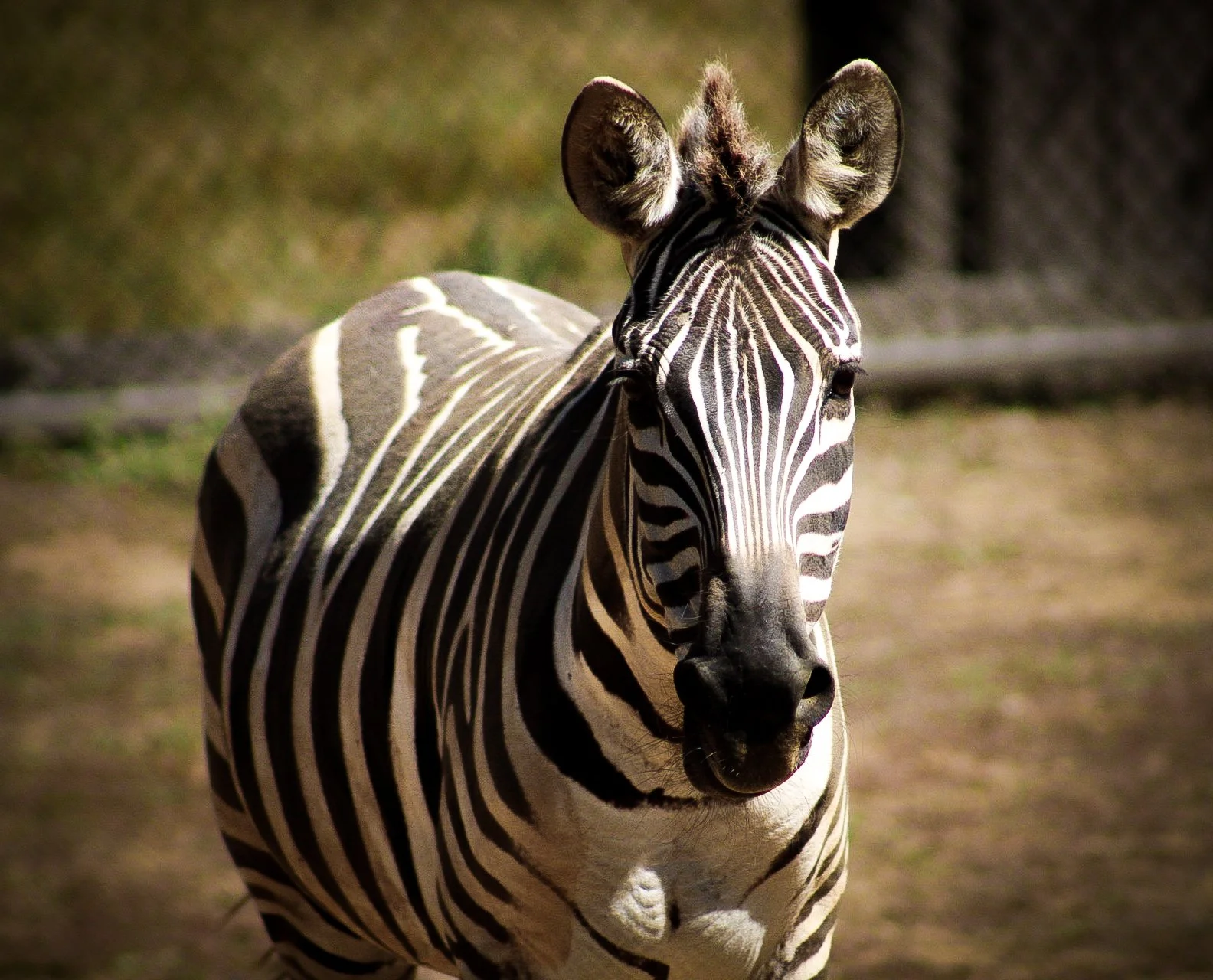 A zebra standing outdoors with a striped black and white coat, facing slightly to the right, in a natural setting with grass and blurred background.