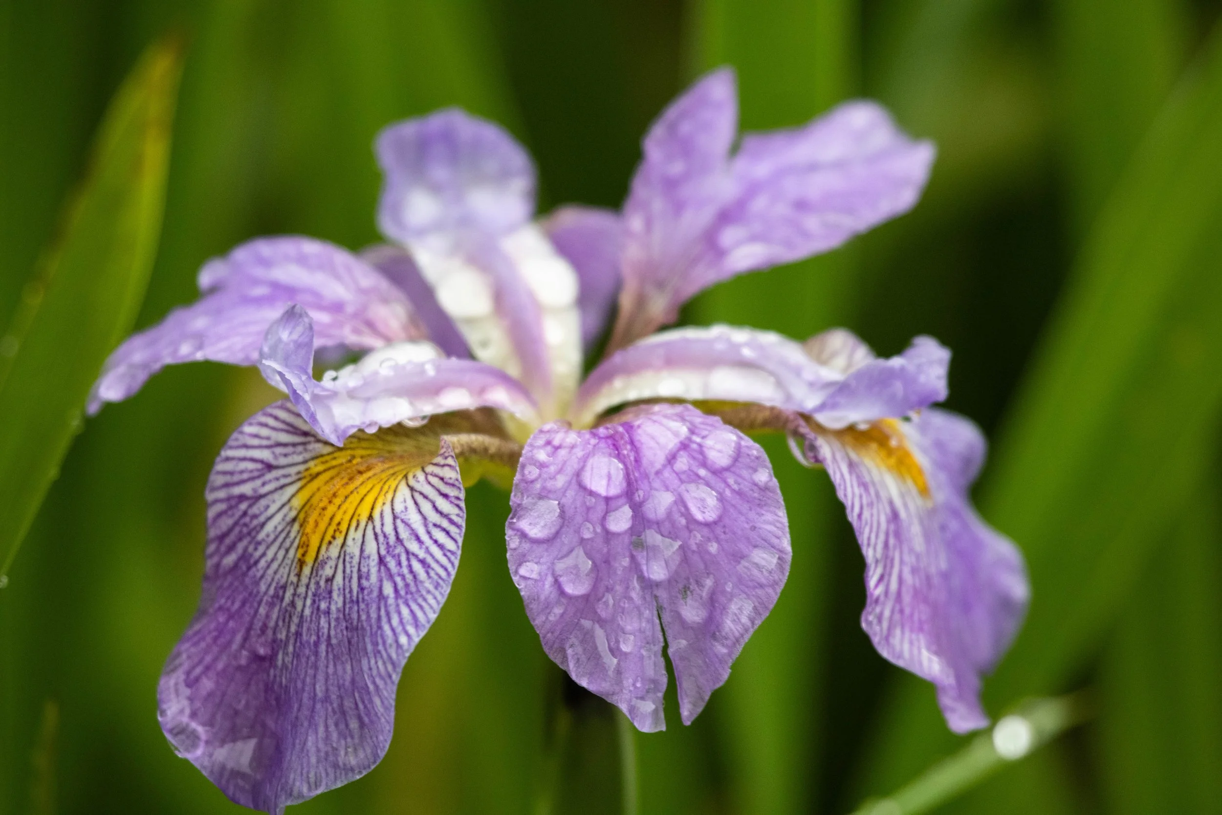 flower 2 version 1 (1 of 1).jpg
