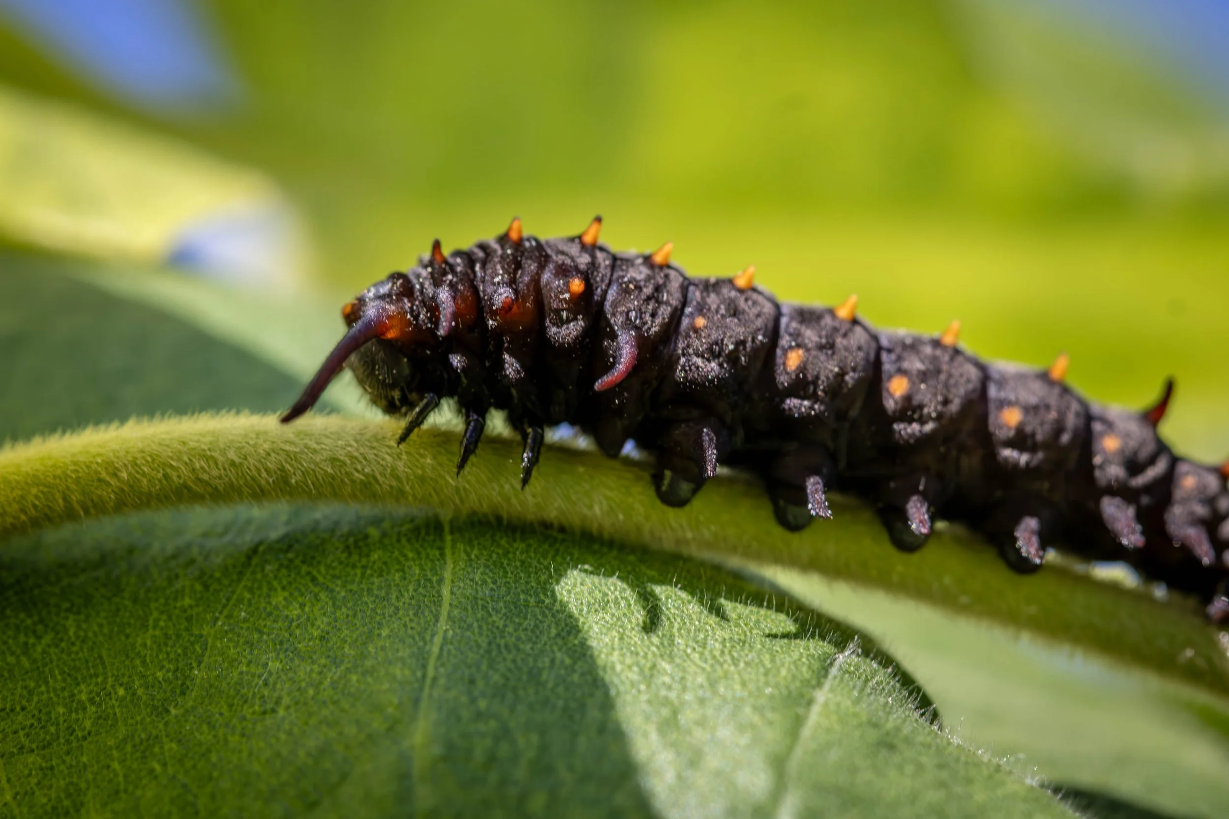 caterpillar 2 (1 of 1).jpg