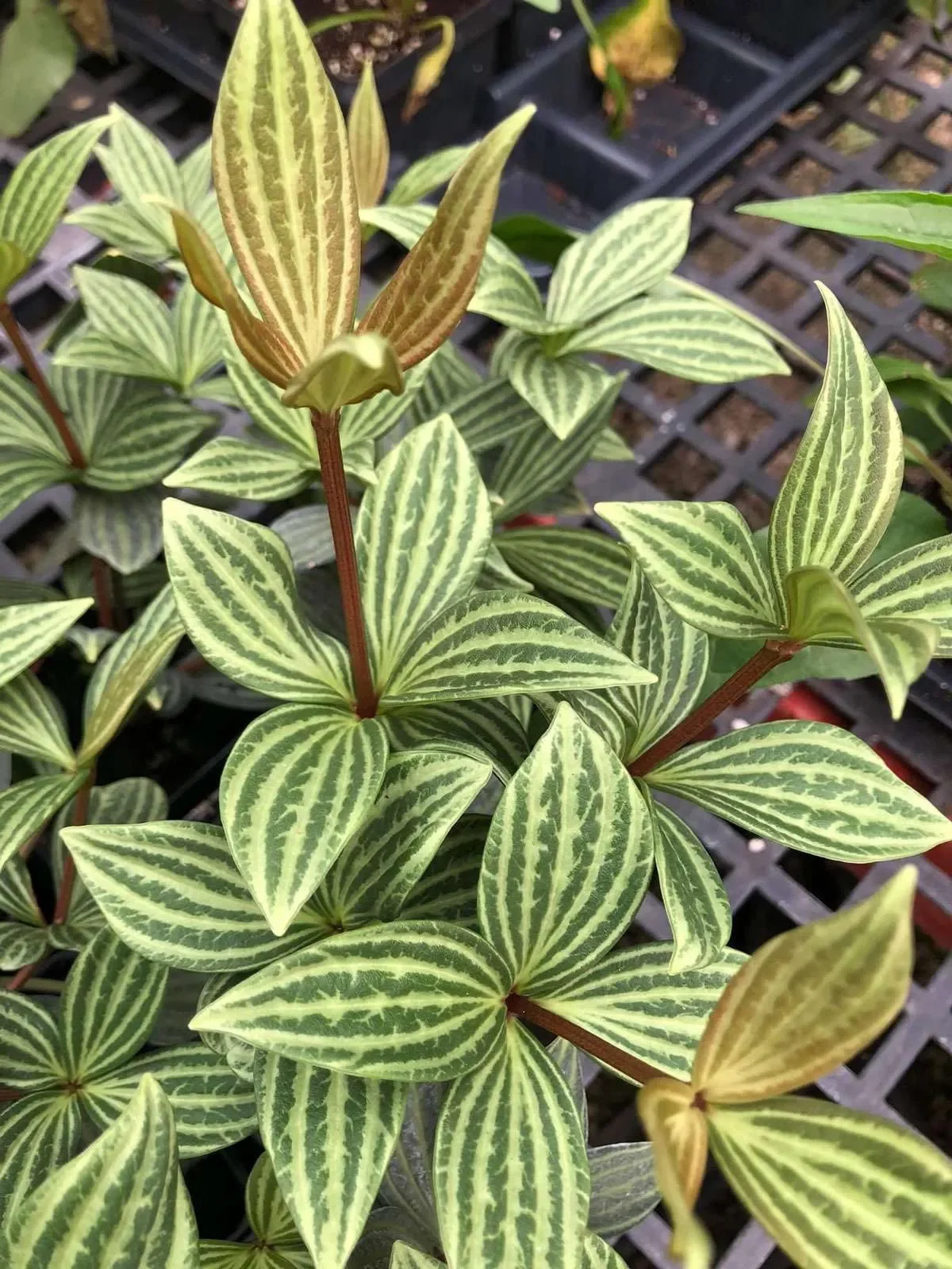 Leafy plant with green leaves featuring light green and darker green striped patterns
