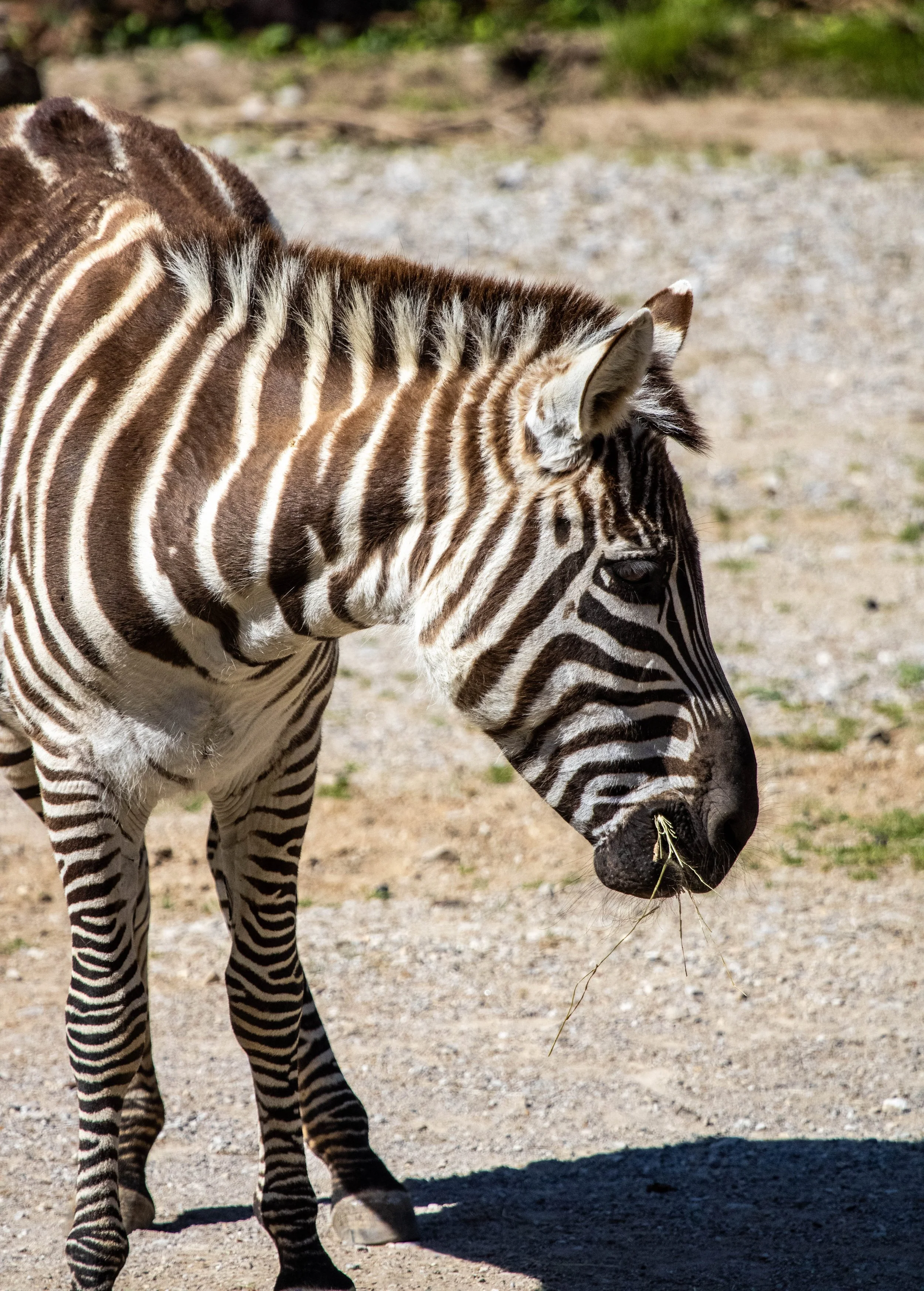 zebra (1 of 1) (1).jpg